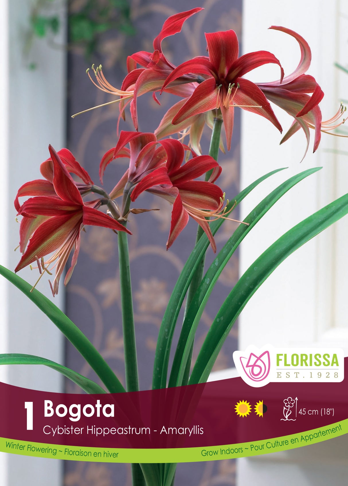 Amaryllis Novelty - Bogota