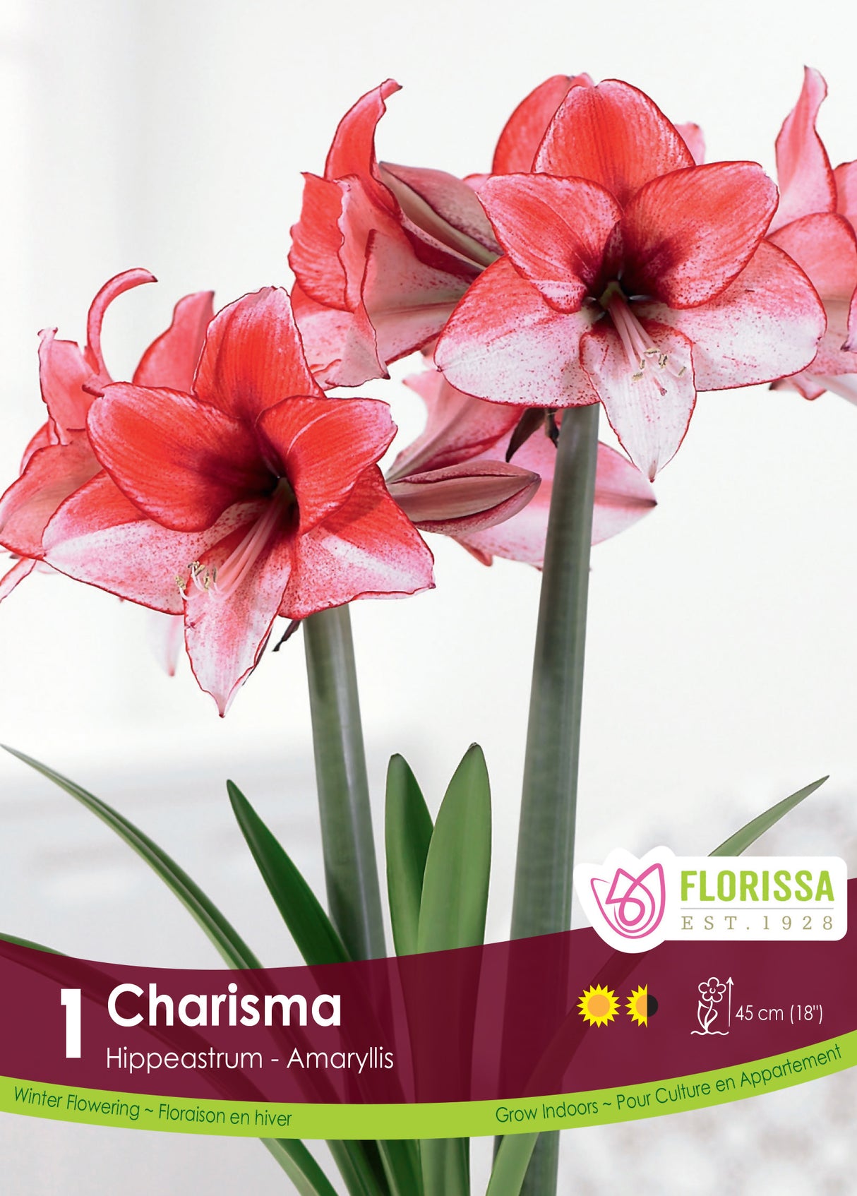 Amaryllis - Charisma Size 34/36