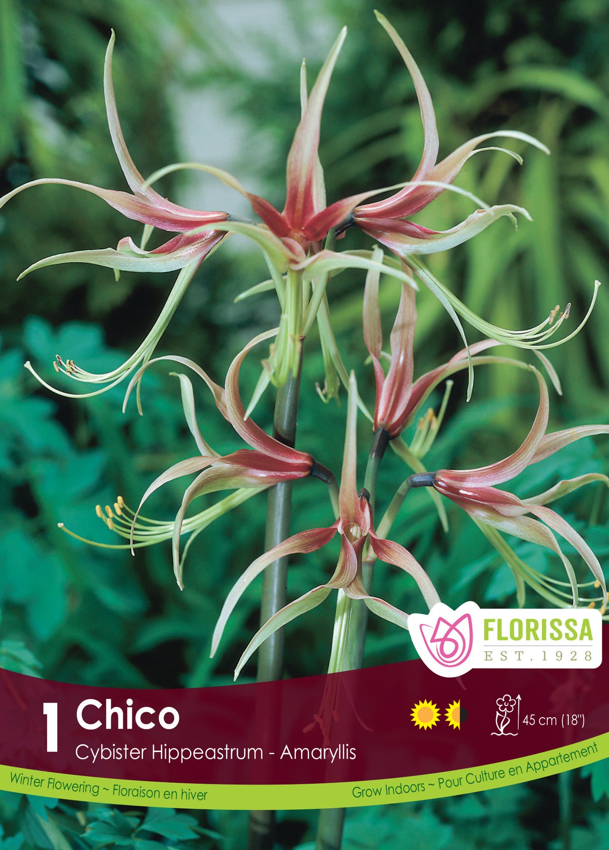 Amaryllis Novelty - Chico
