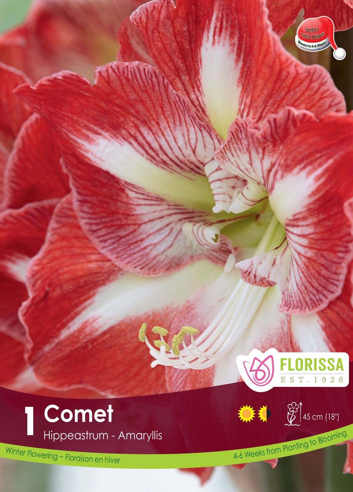Amaryllis Christmas Blooming - Comet