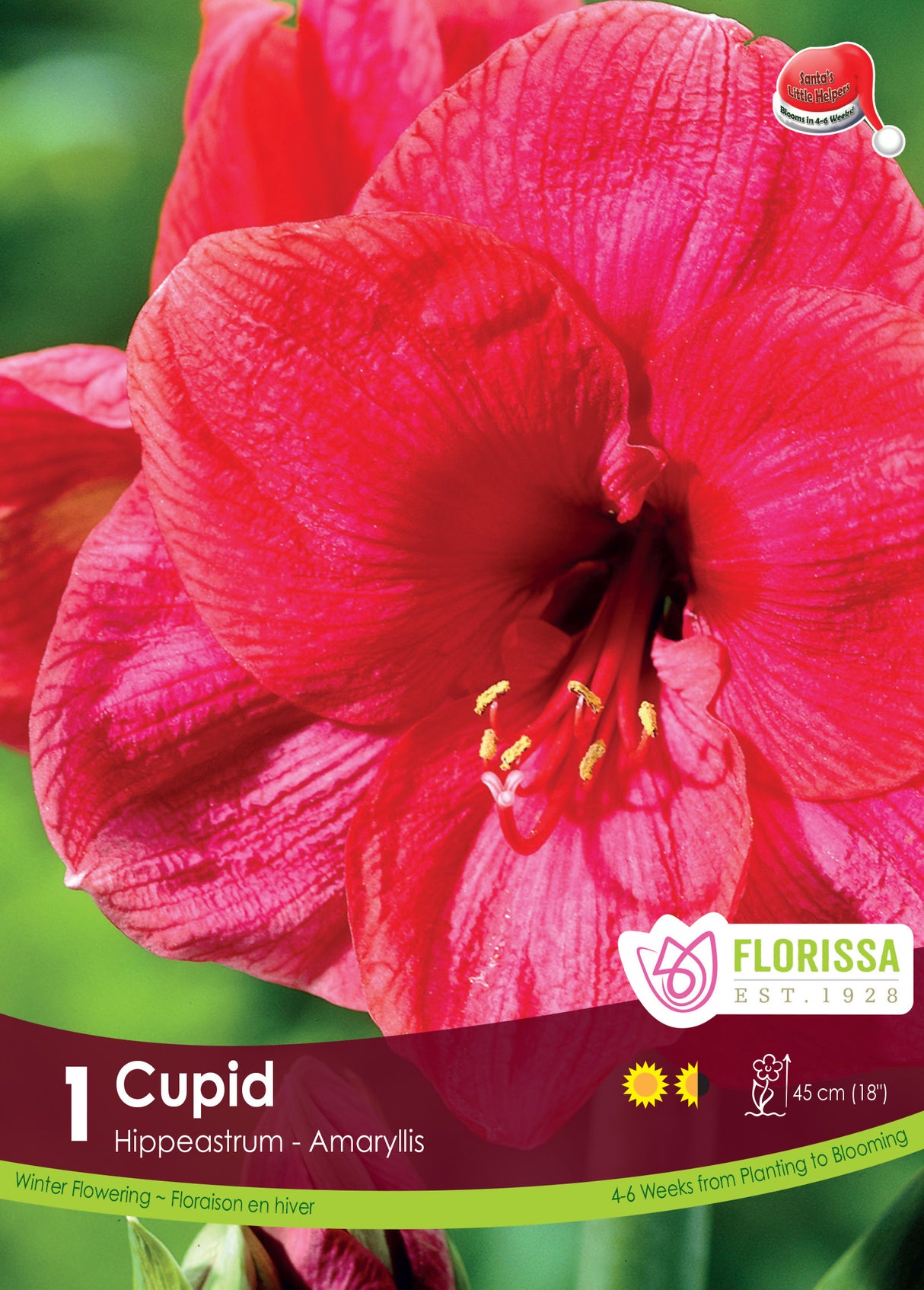Amaryllis Christmas Blooming - Cupid