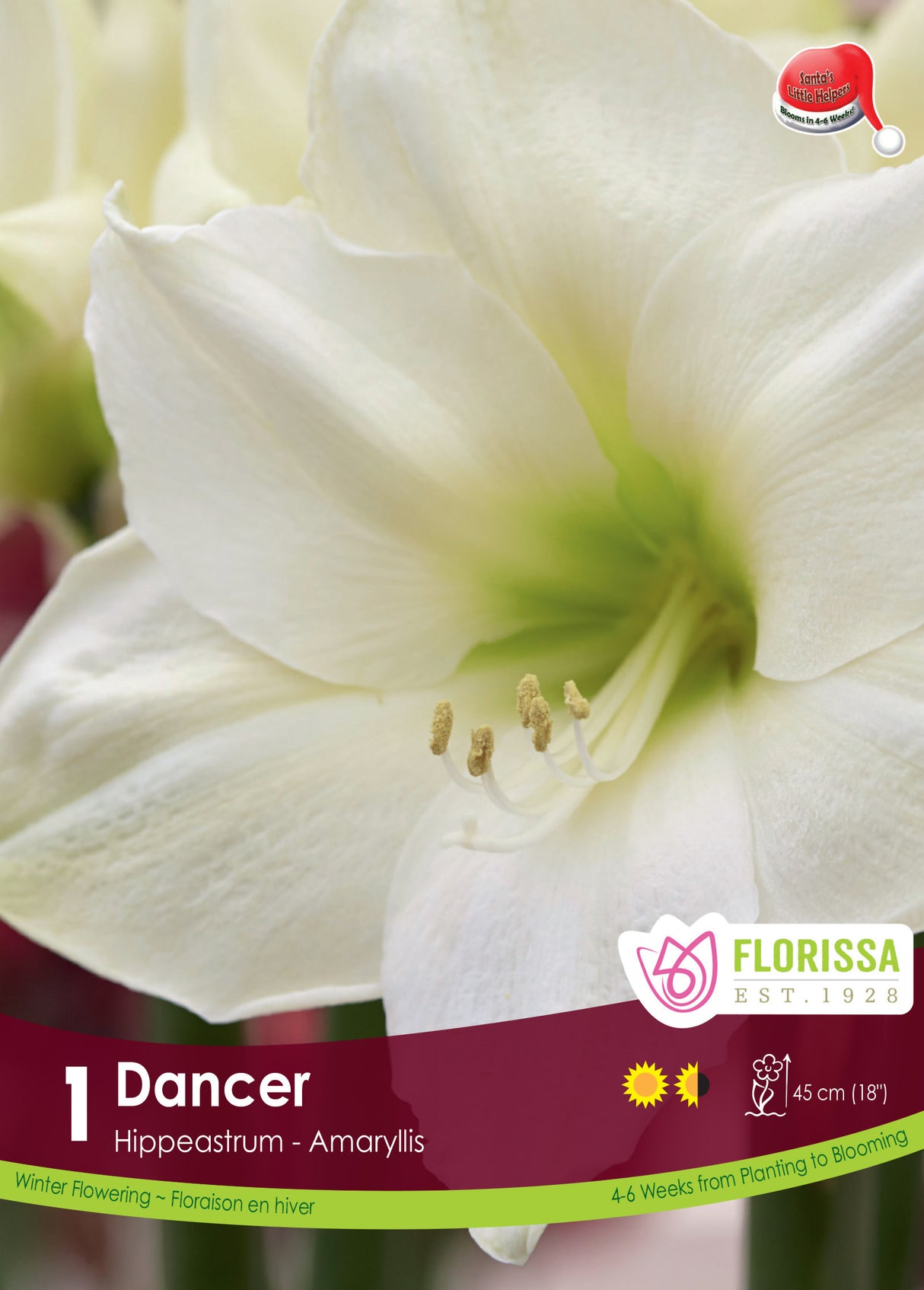 Amaryllis Christmas Blooming - Dancer