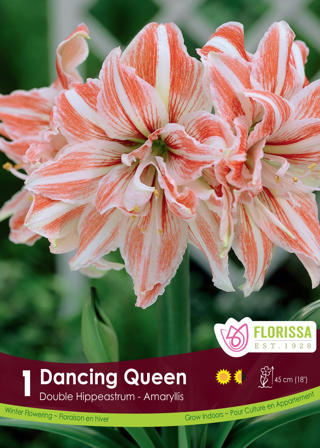 Amaryllis Double - Dancing Queen