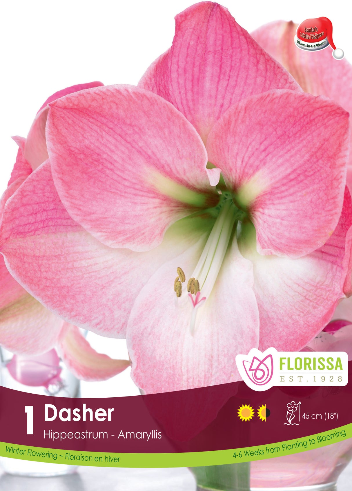 Amaryllis Christmas Blooming - Dasher