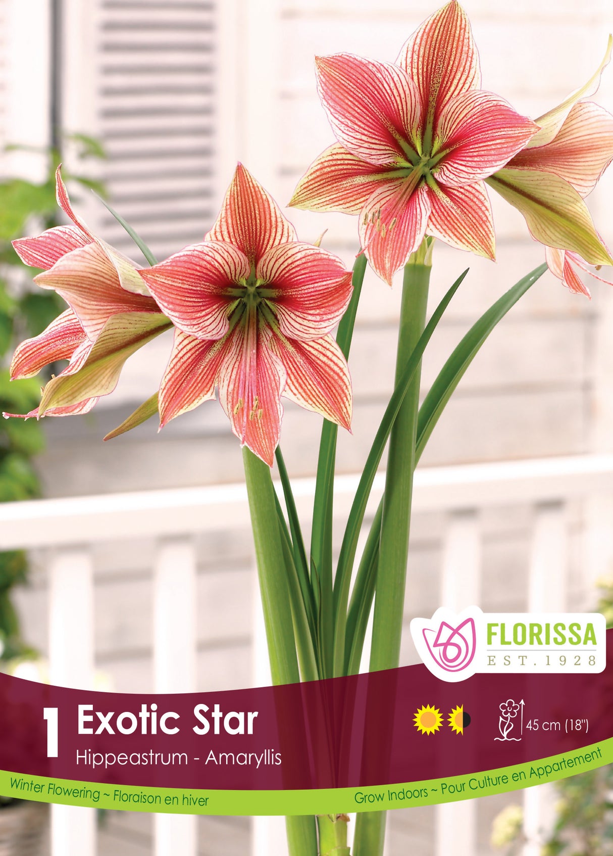 Amaryllis Novelty - Exotic Star