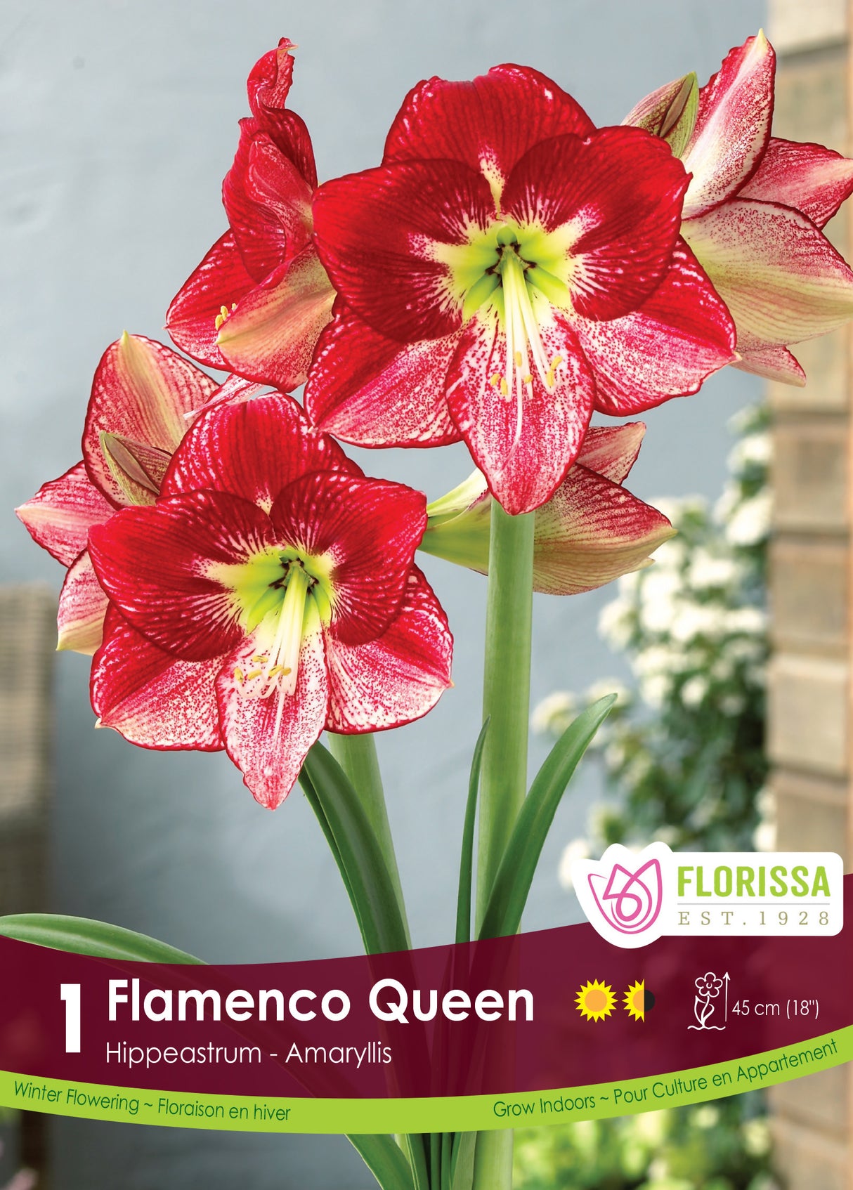 Amaryllis Novelty - Flamenco Queen