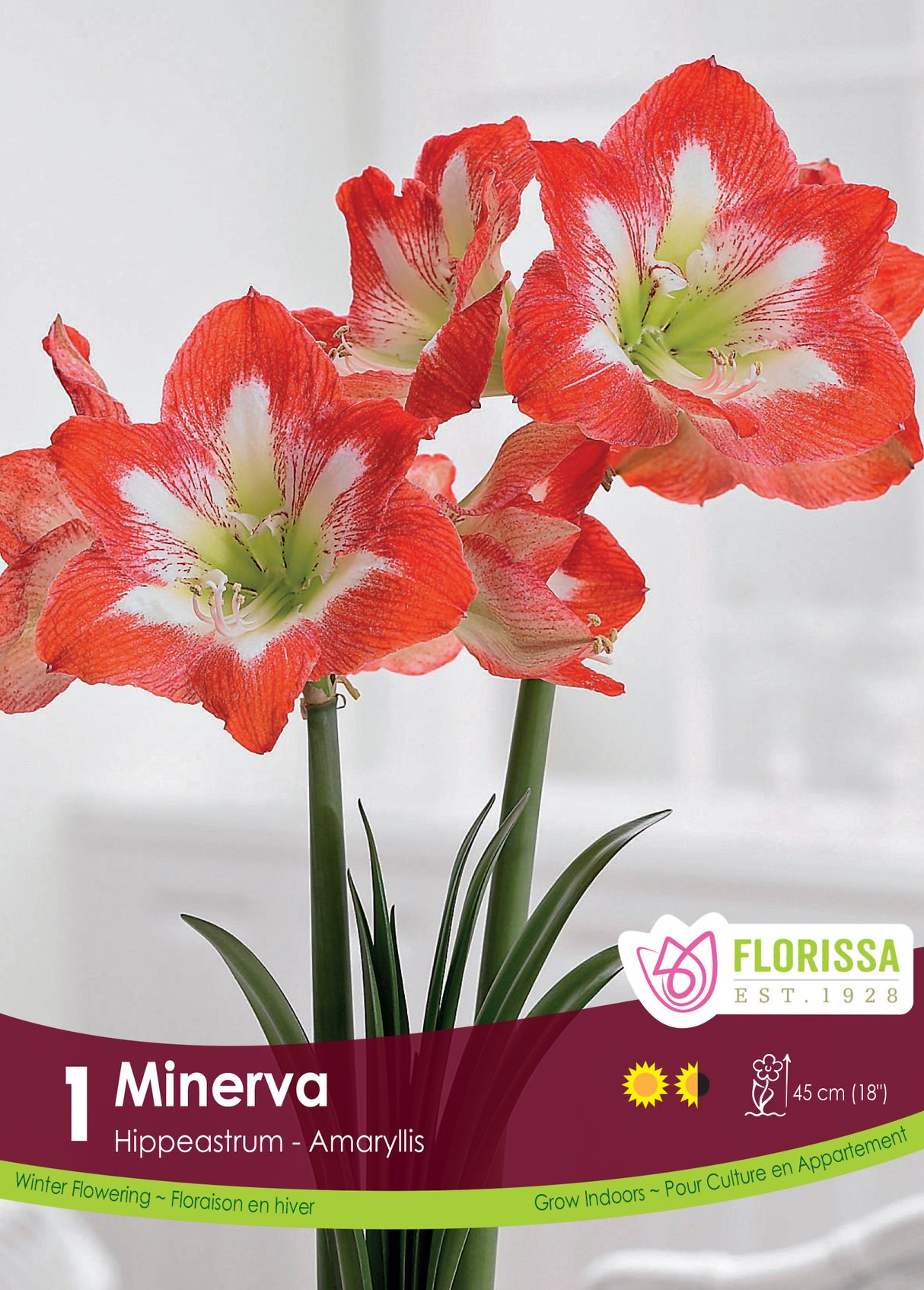Amaryllis - Minerva Size 34/36