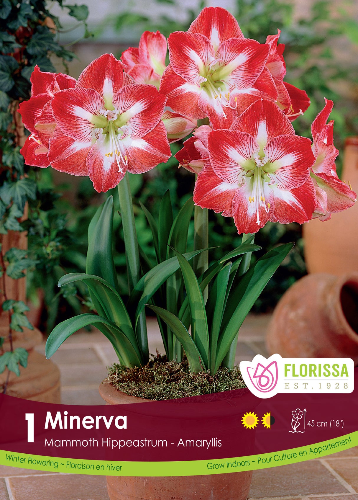 Amaryllis - Minerva Size 42+