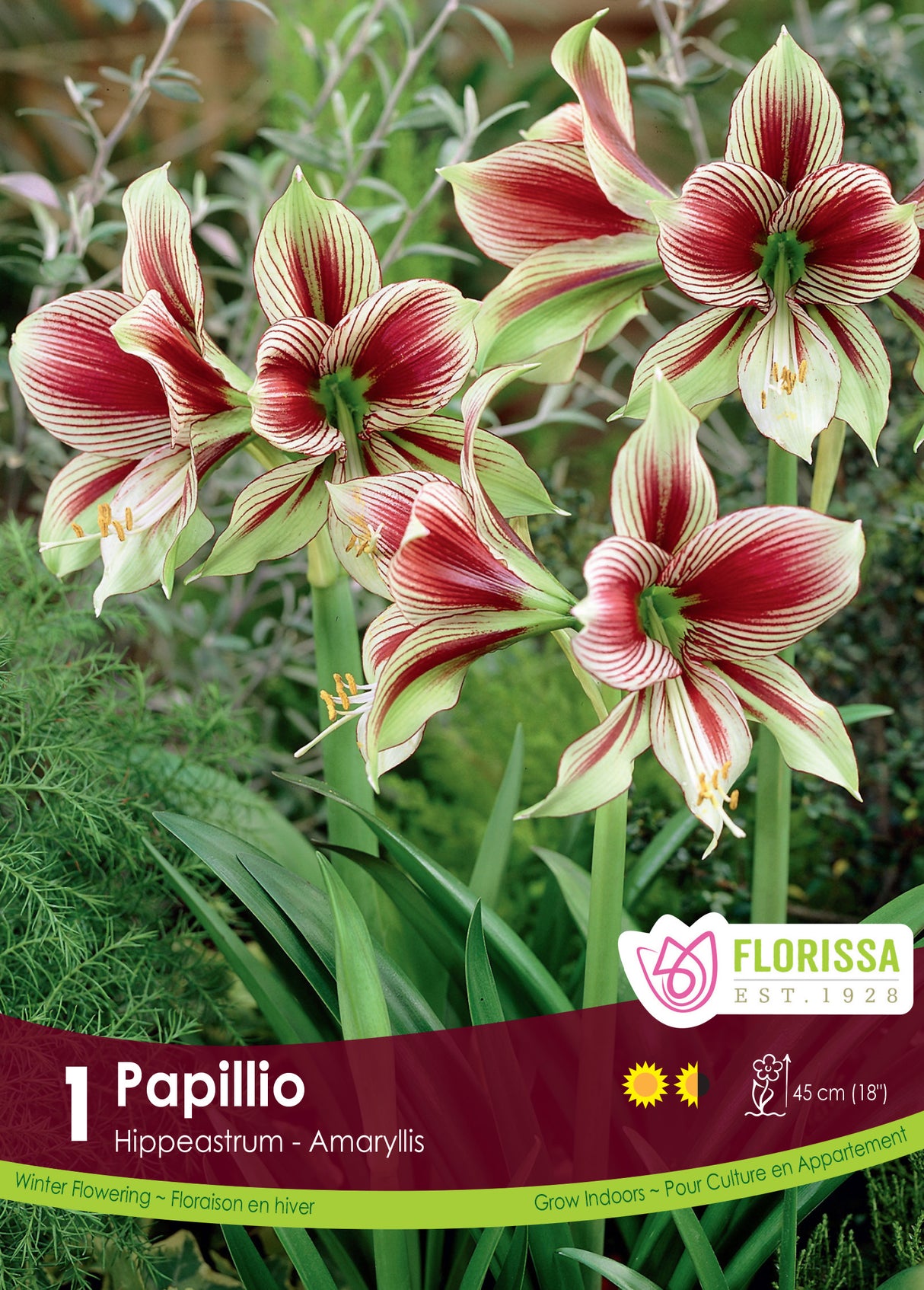 Amaryllis Novelty - Papillio