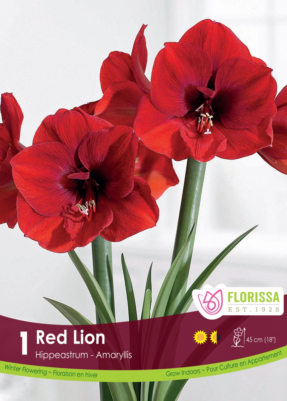 Amaryllis - Red Lion Size 26/28
