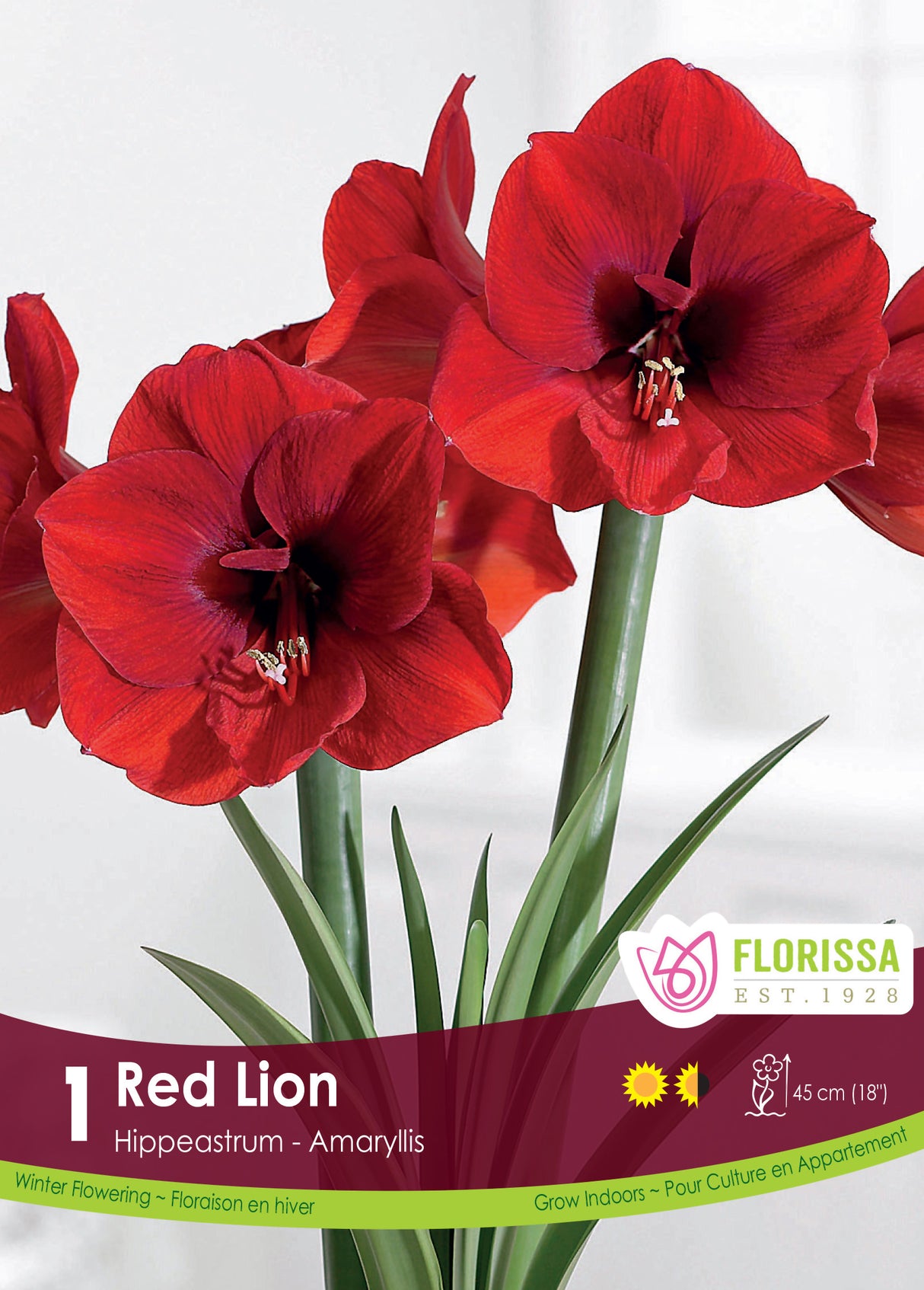 Amaryllis - Red Lion Size 42+
