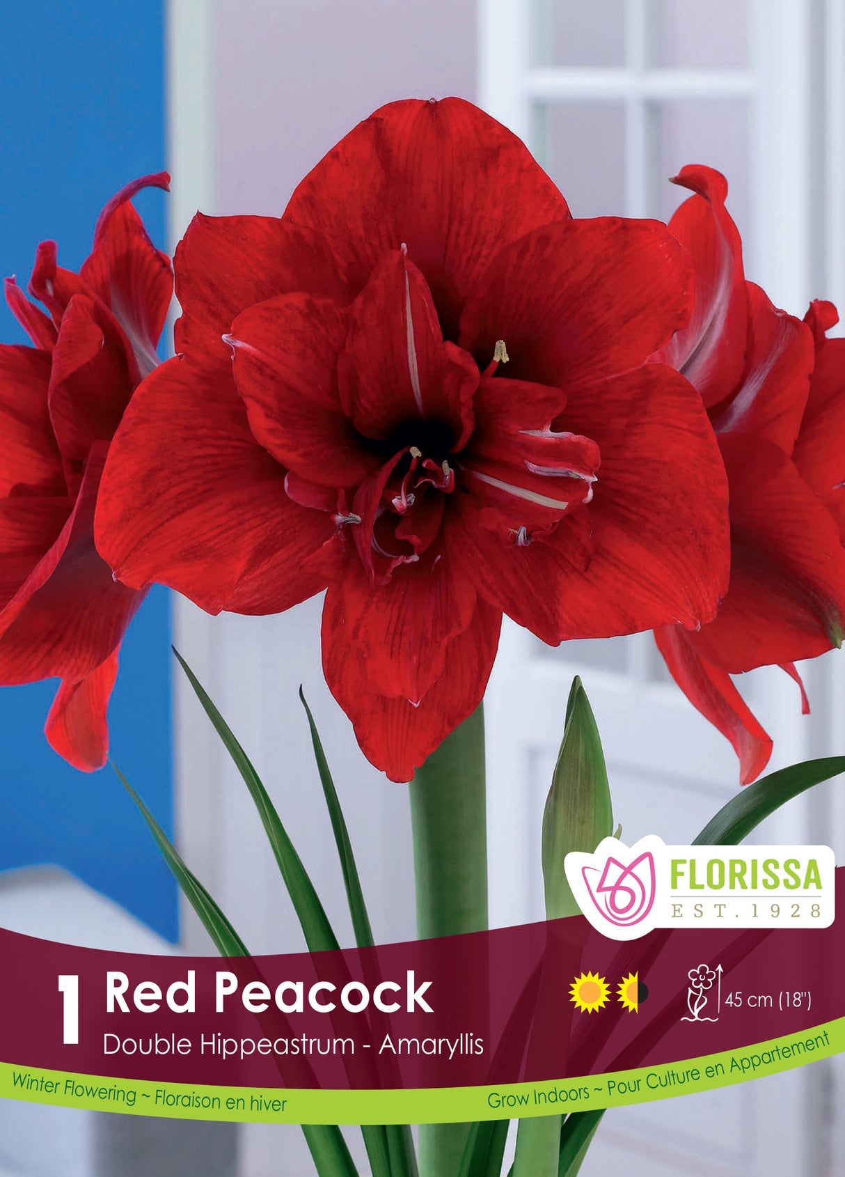 Amaryllis Double - Blossom Peacock