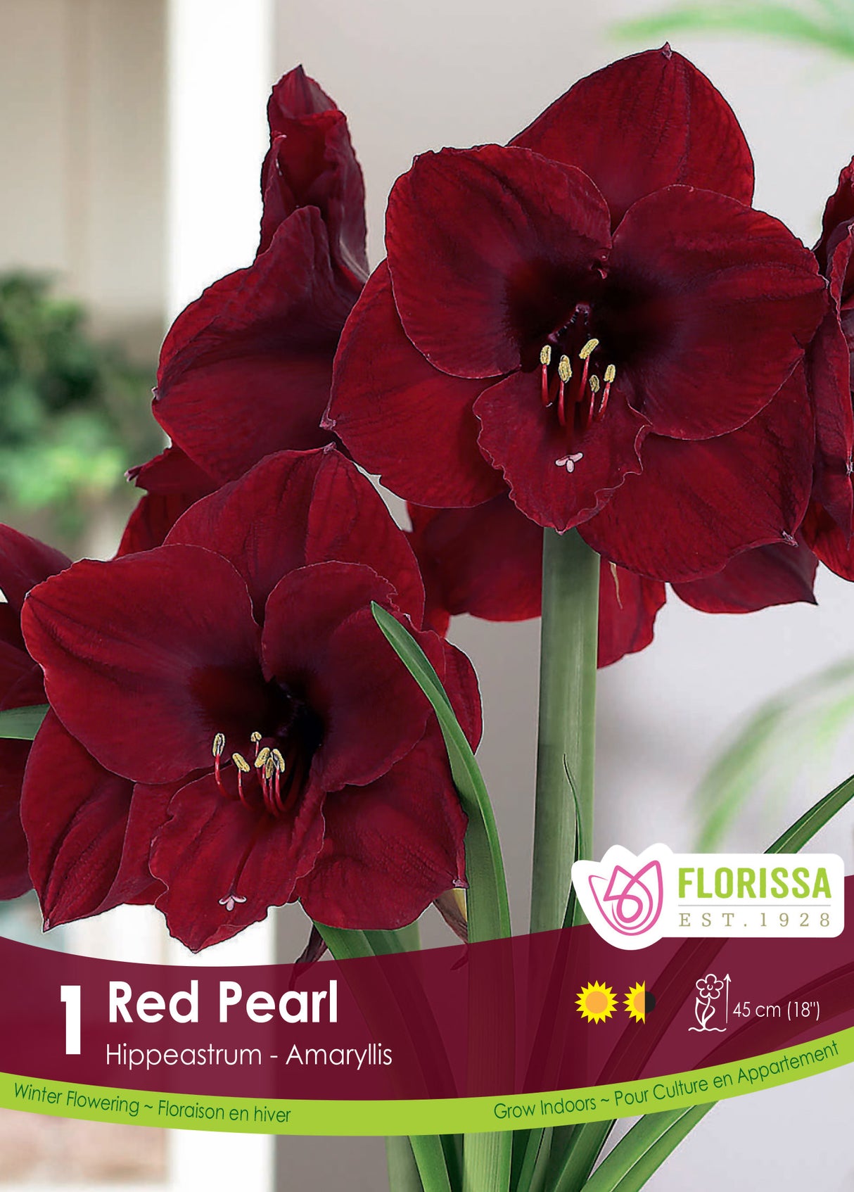 Amaryllis - Red Pearl Size 26/28
