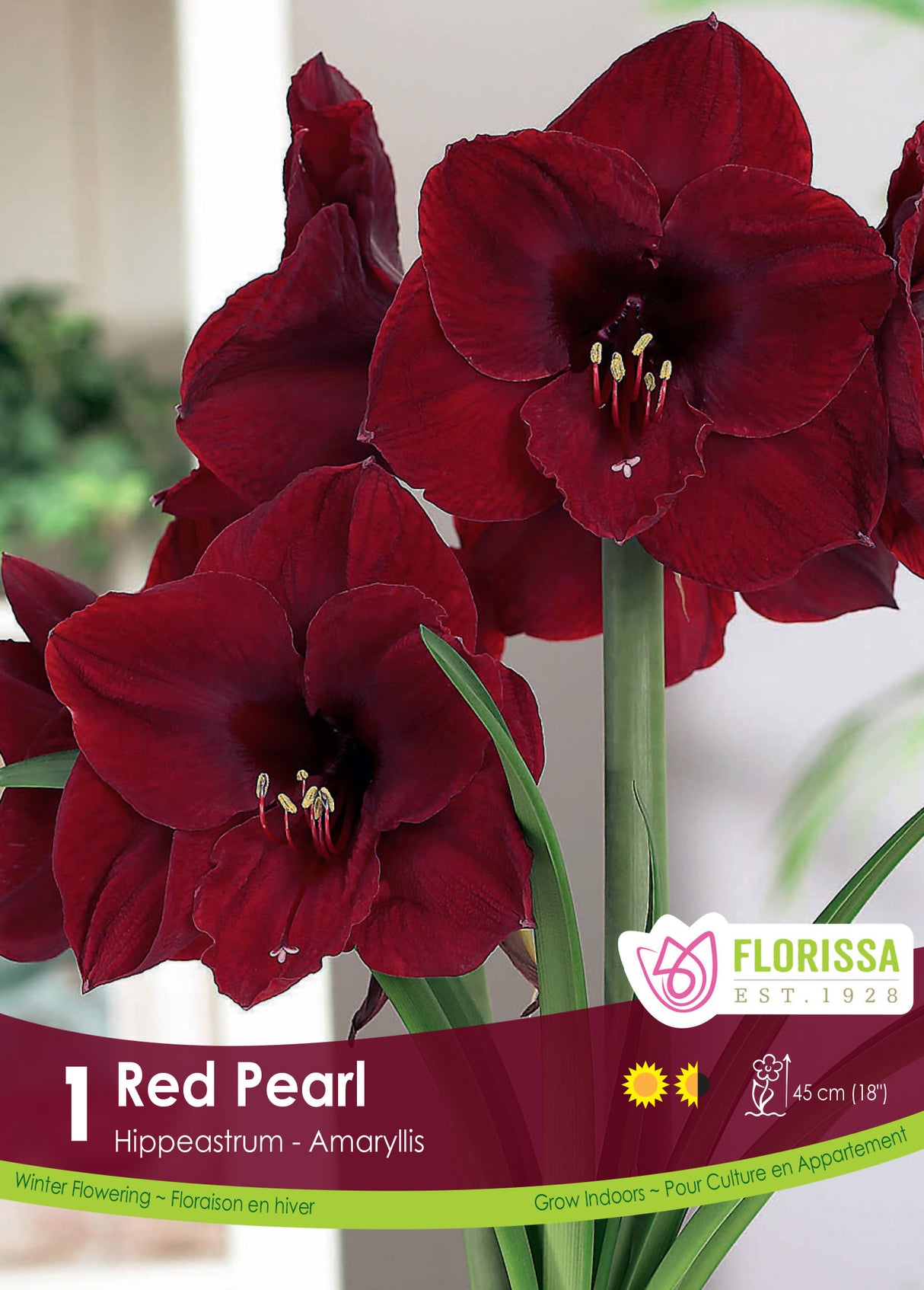Amaryllis - Red Pearl Size 34/36