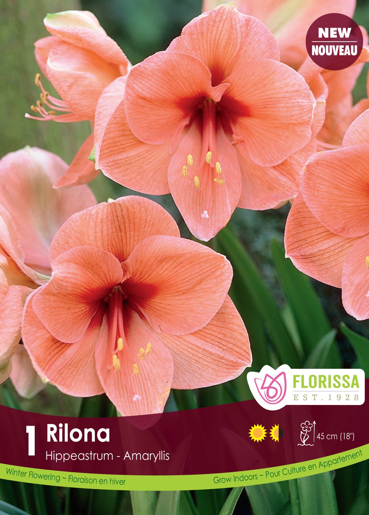 Amaryllis - Rilona Size 34/36