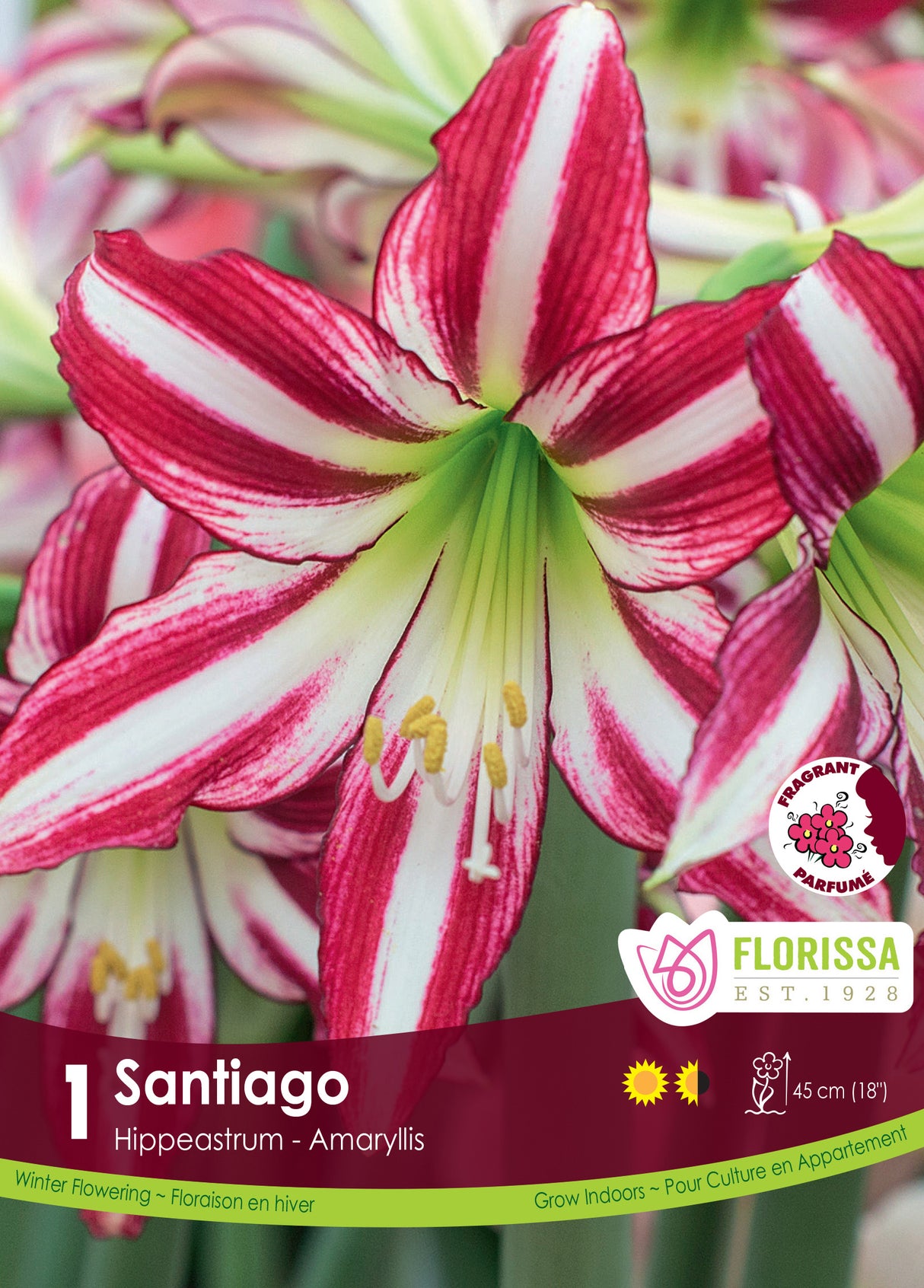 Amaryllis Novelty - Santiago
