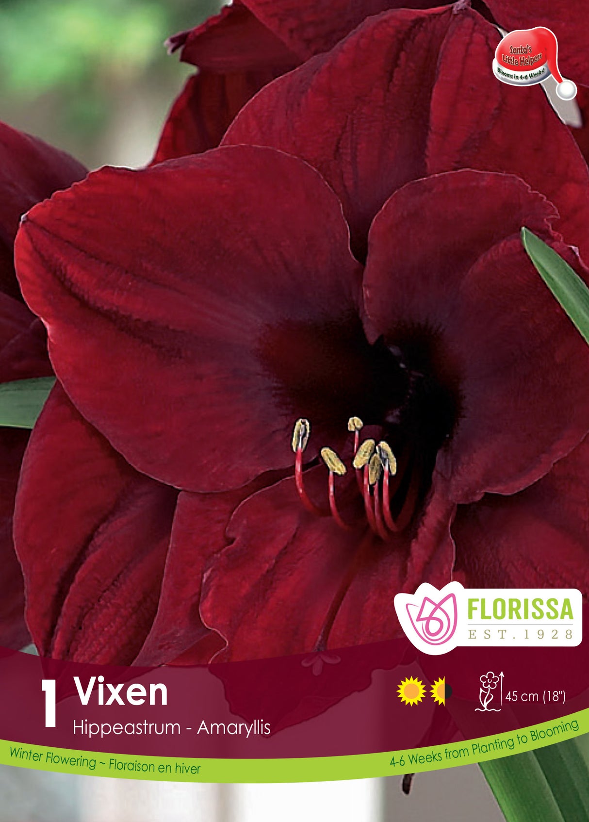 Amaryllis Christmas Blooming - Vixen
