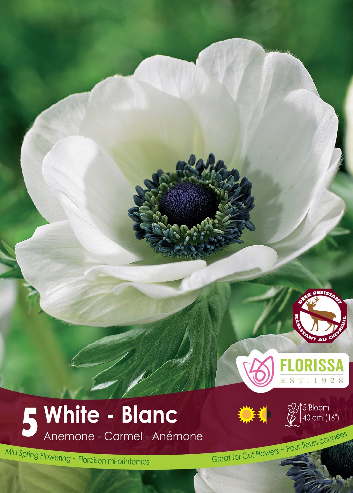 Anemone - Carmel White Fall Retail