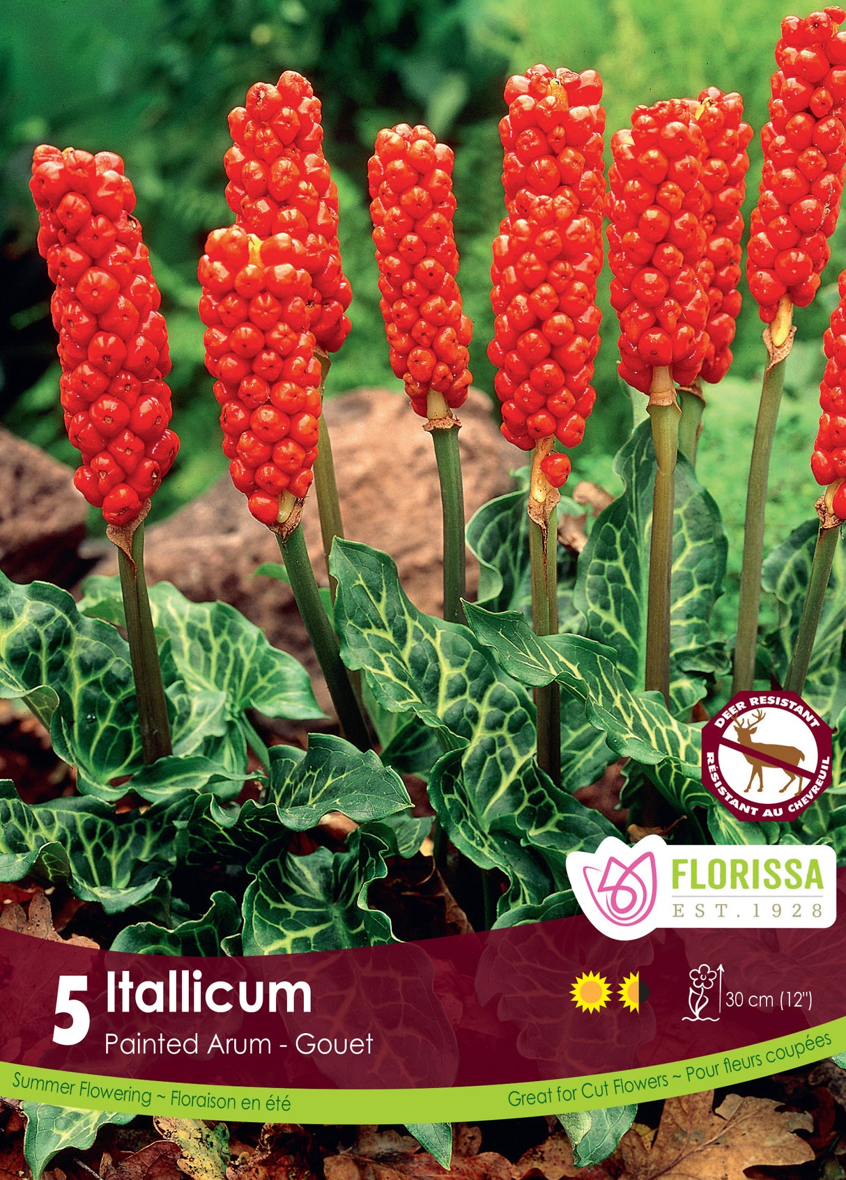Italicum - Painted Arum Retail