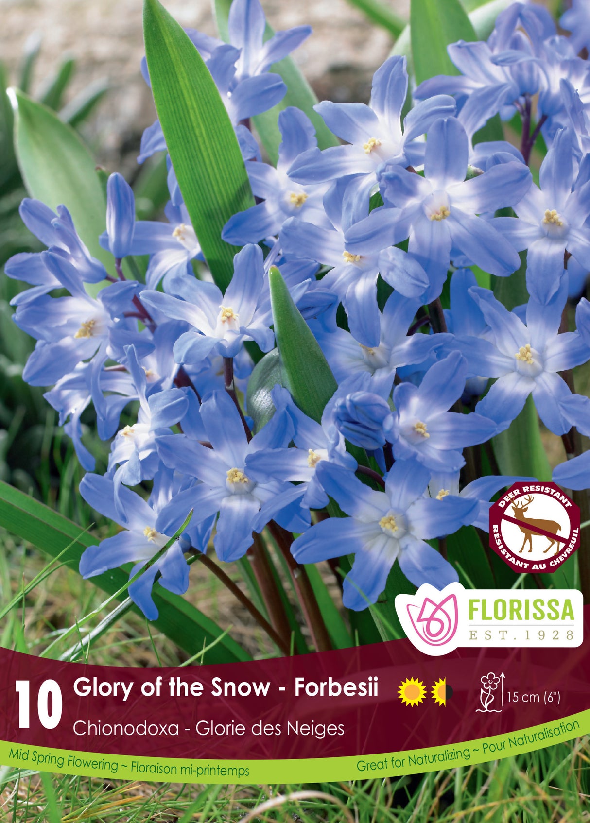 Chionodoxa - Forbesii Retail