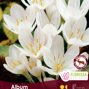 Fall Flowering Bulbs