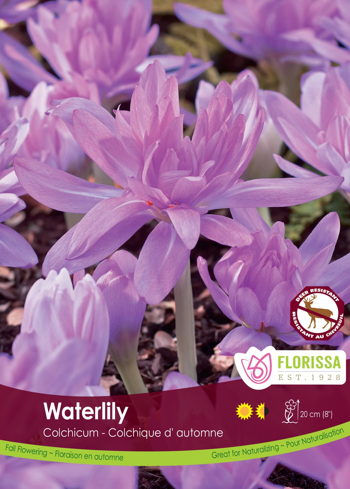 Colchicum Waterlily - Fall Flowering Bulbs Bulk