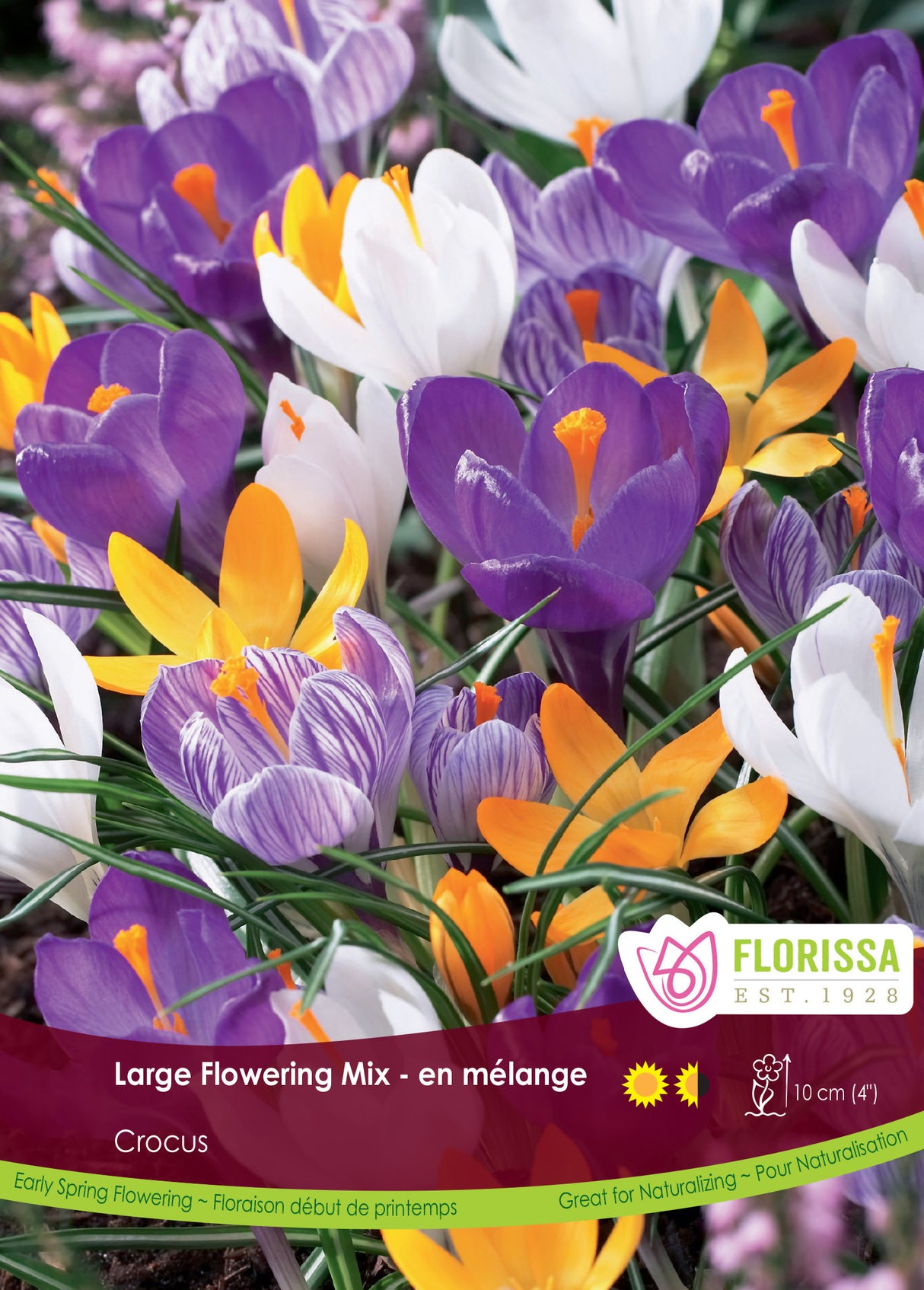 Crocus Large Flowering - Mixed Bulk