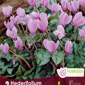Cyclamen
