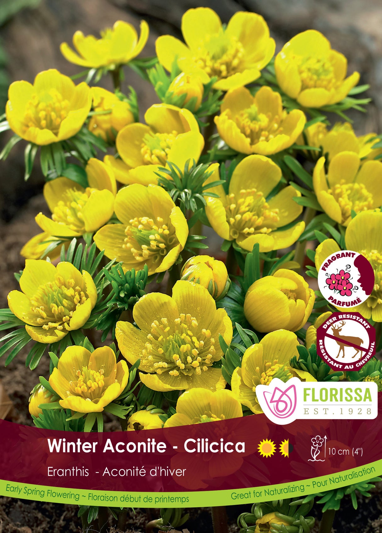 Eranthis - Cilicica Bulk