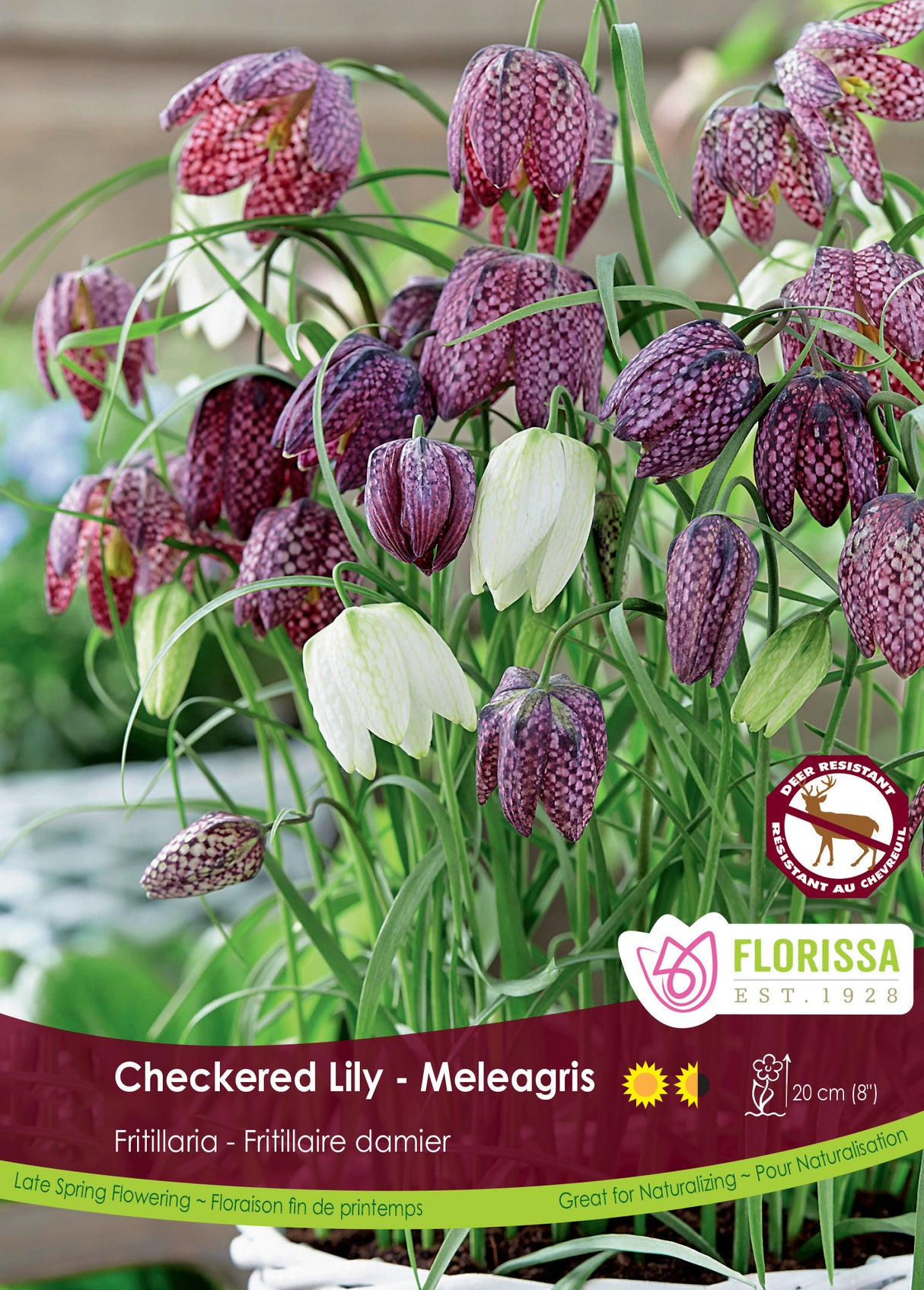 Fritillaria - Meleagris Bulk