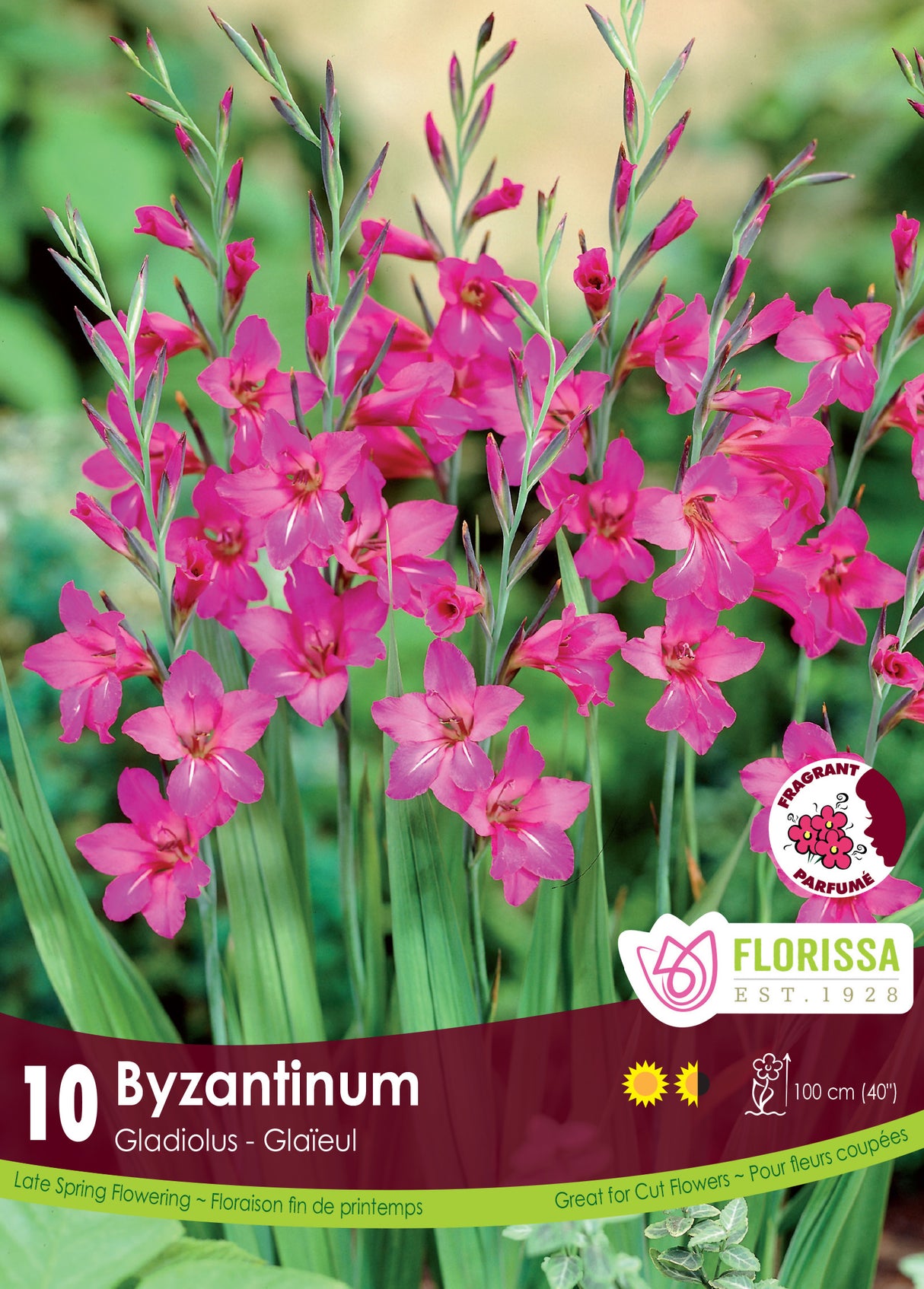 Byzantinum - Gladiolus Retail