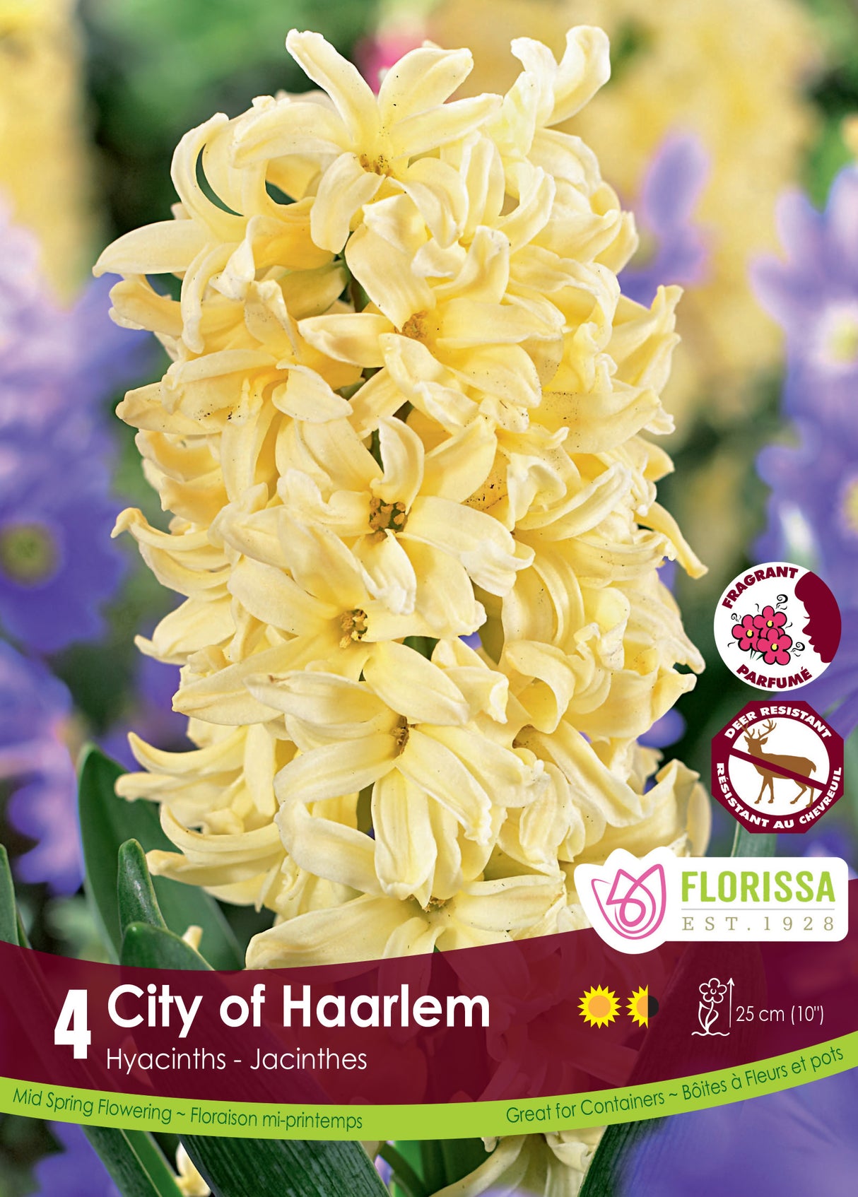 Hyacinth - City of Haarlem Retail