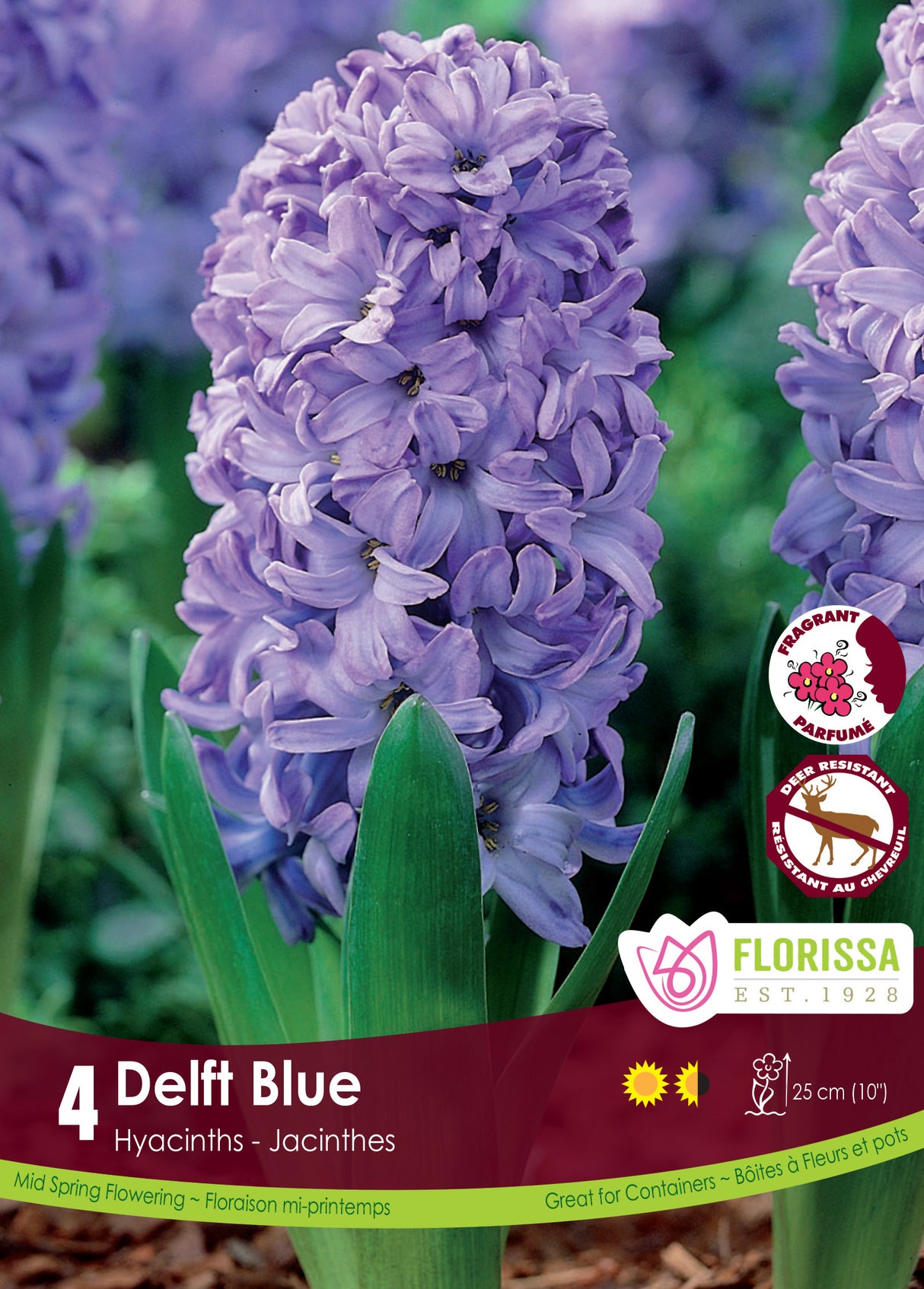 Hyacinth - Delft Blue Retail