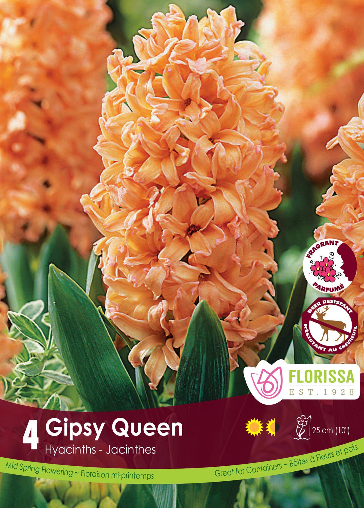 Hyacinth - Gipsy Queen Retail
