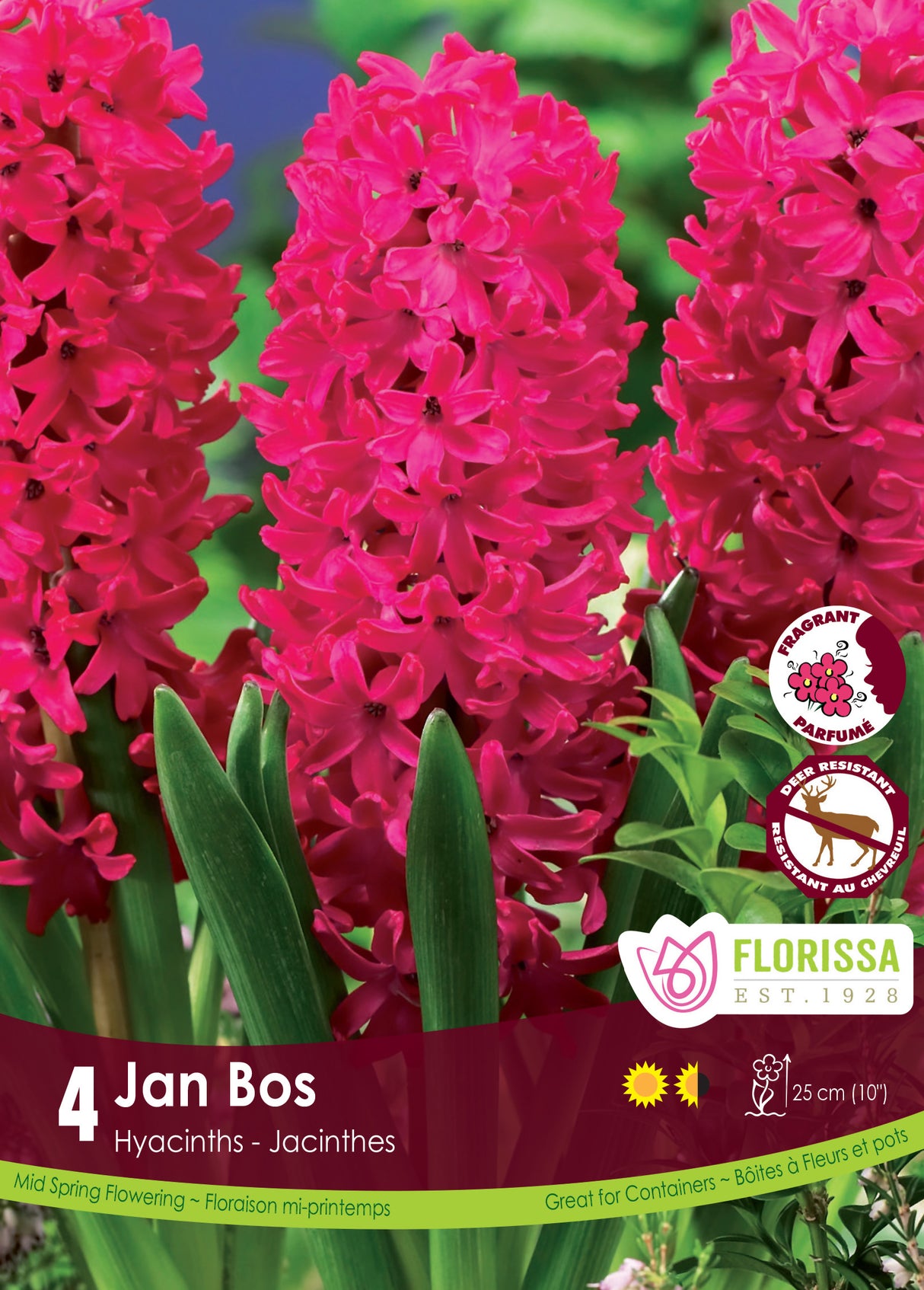 Hyacinth - Jan Bos Retail