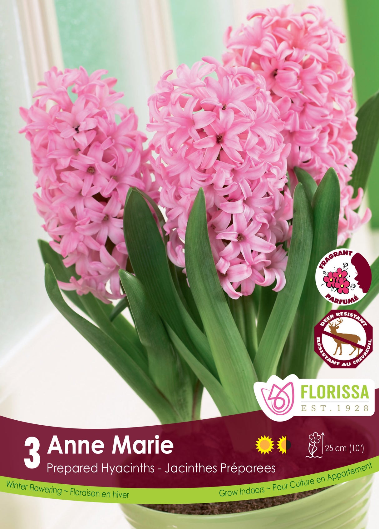 Hyacinth Prepared - Anne Marie Retail