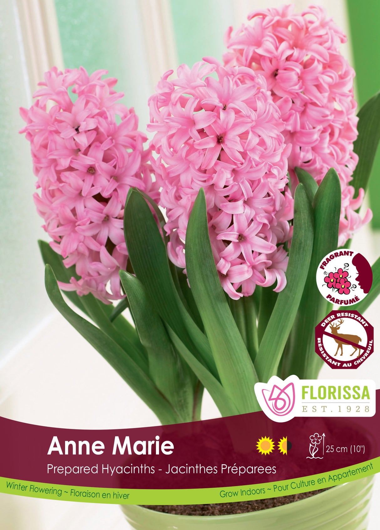 Hyacinth Prepared - Anne Marie Bulk
