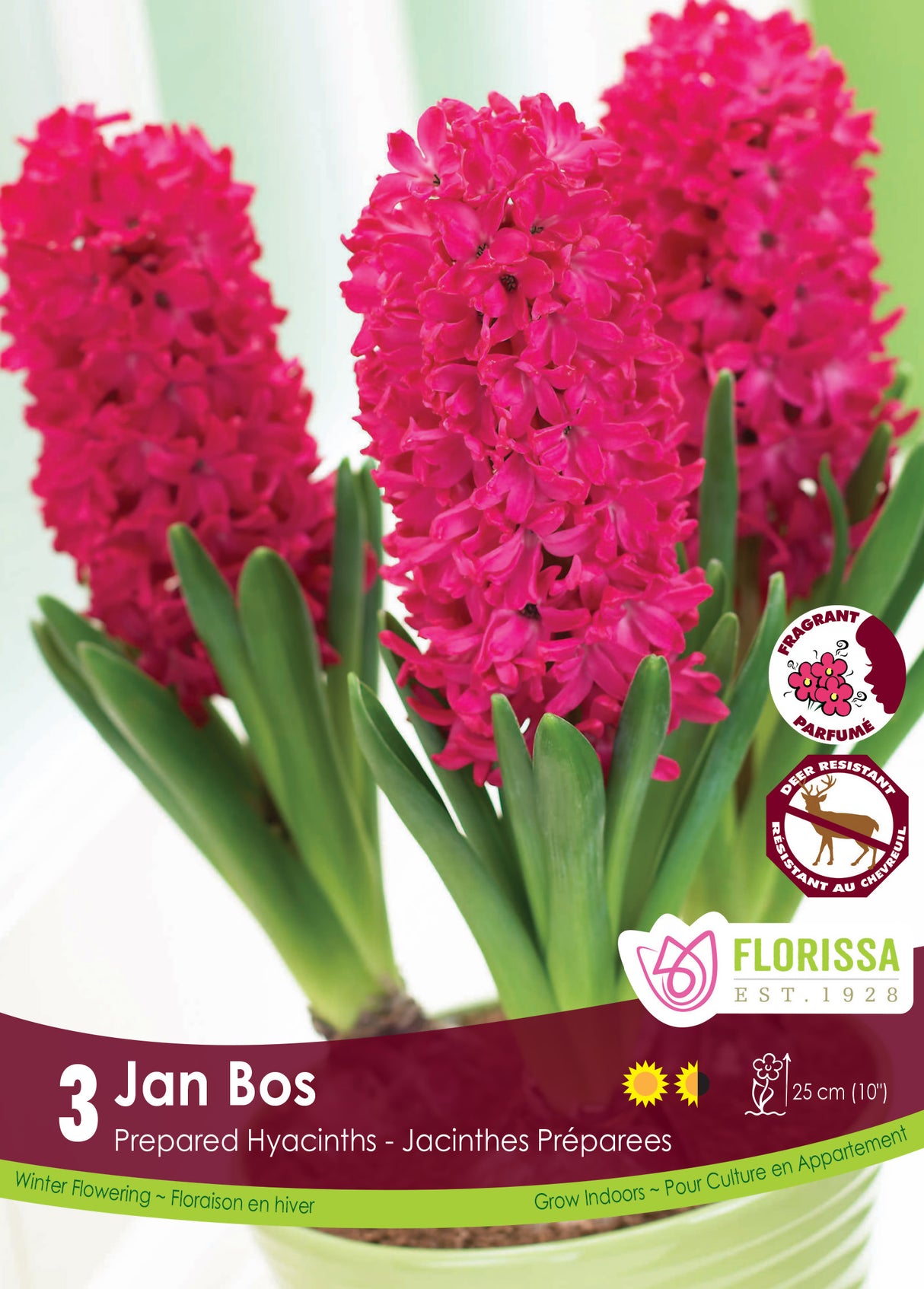Hyacinth Prepared - Jan Bos Retail