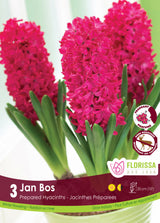 Hyacinth Prepared - Jan Bos Retail