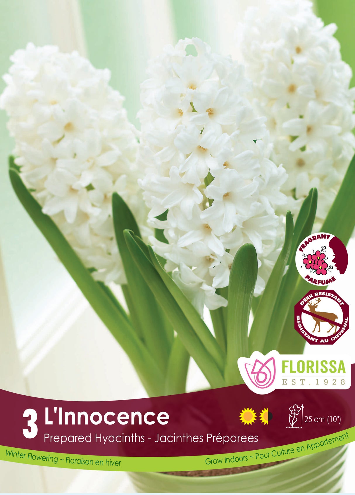 Hyacinth Prepared - L'Innocence Retail