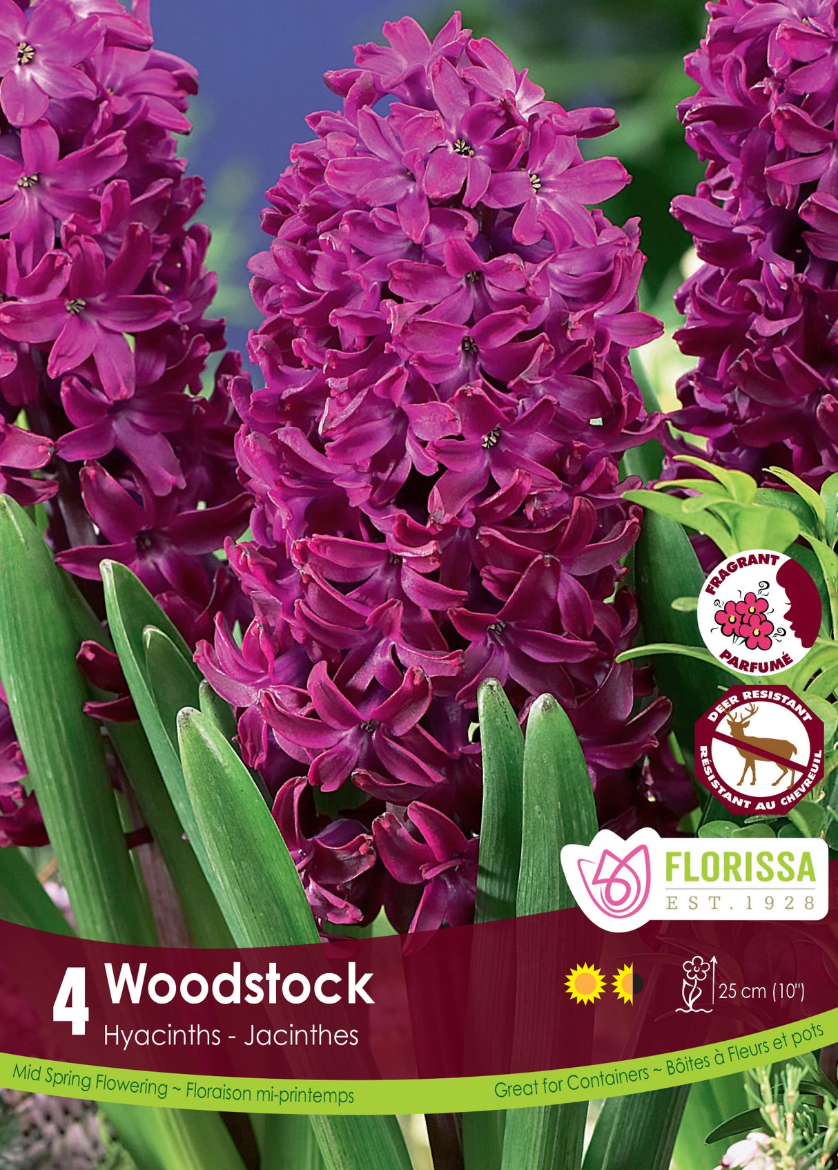 Hyacinth - Woodstock Retail