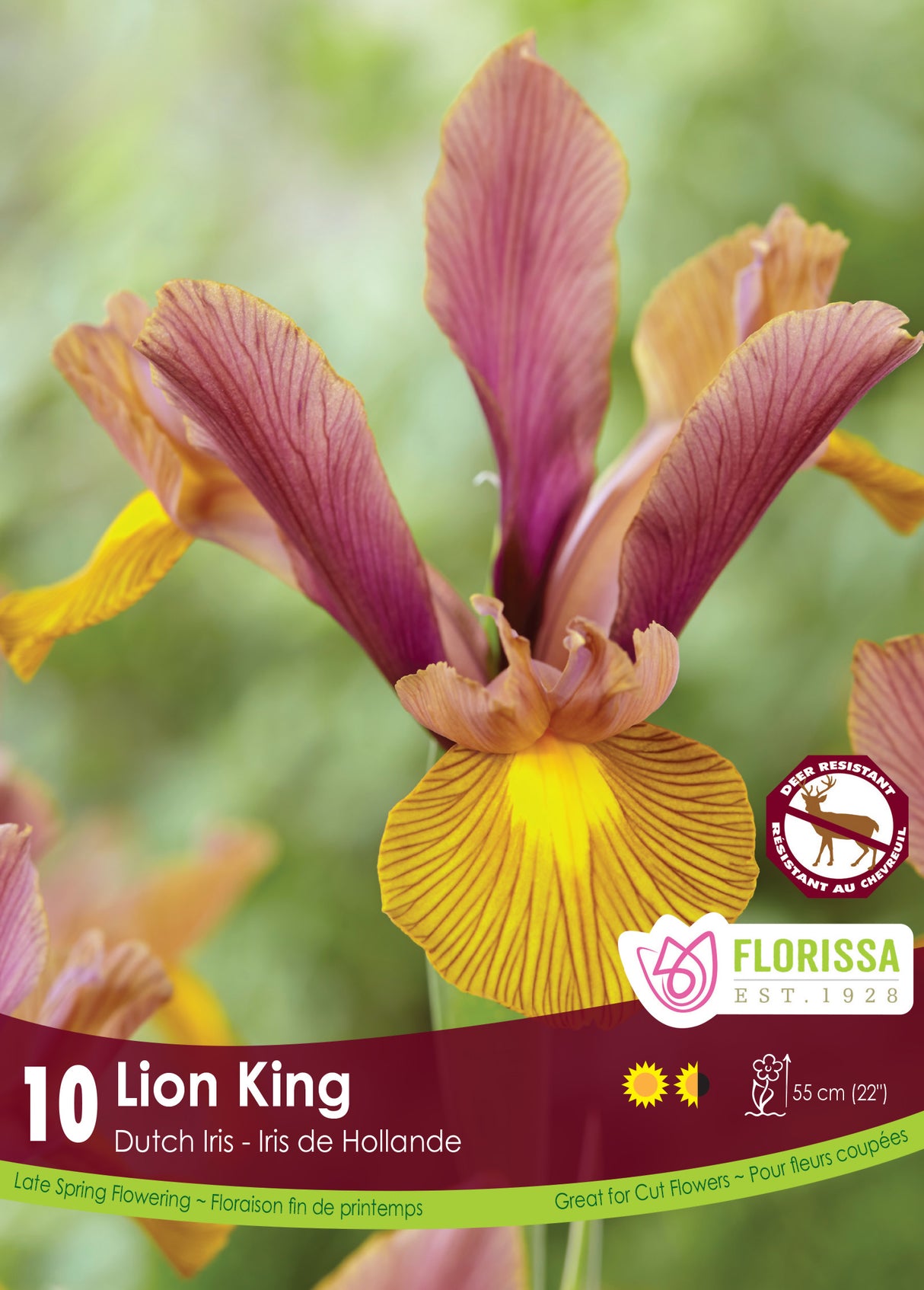 Iris Dutch - Lion King Retail