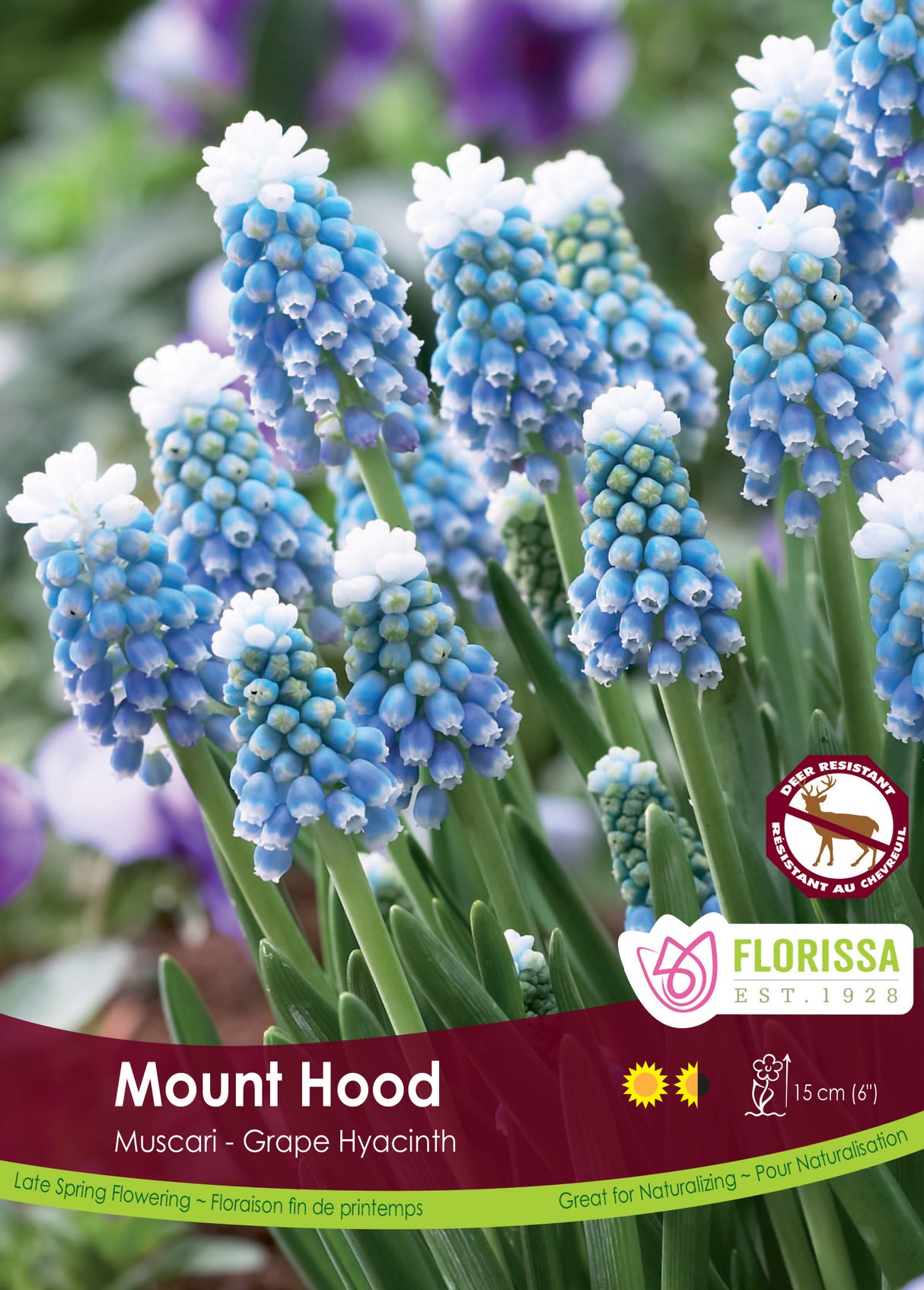 Muscari - Mount Hood Bulk