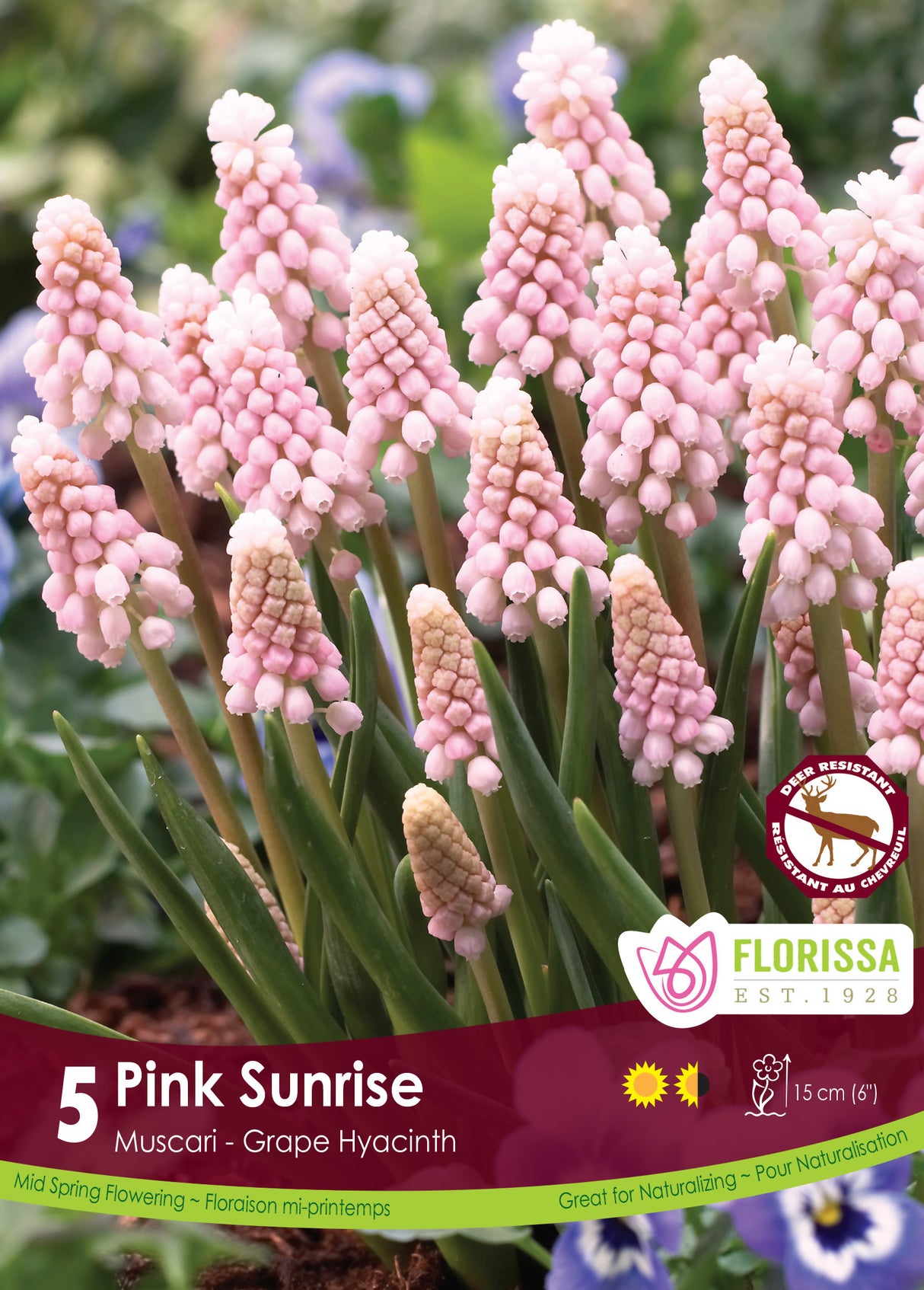 Muscari - Pink Sunrise Retail