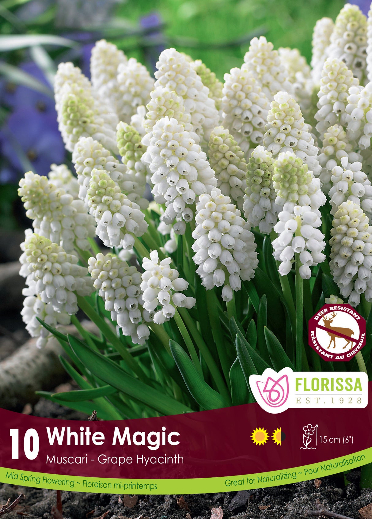 Muscari - White Magic Retail