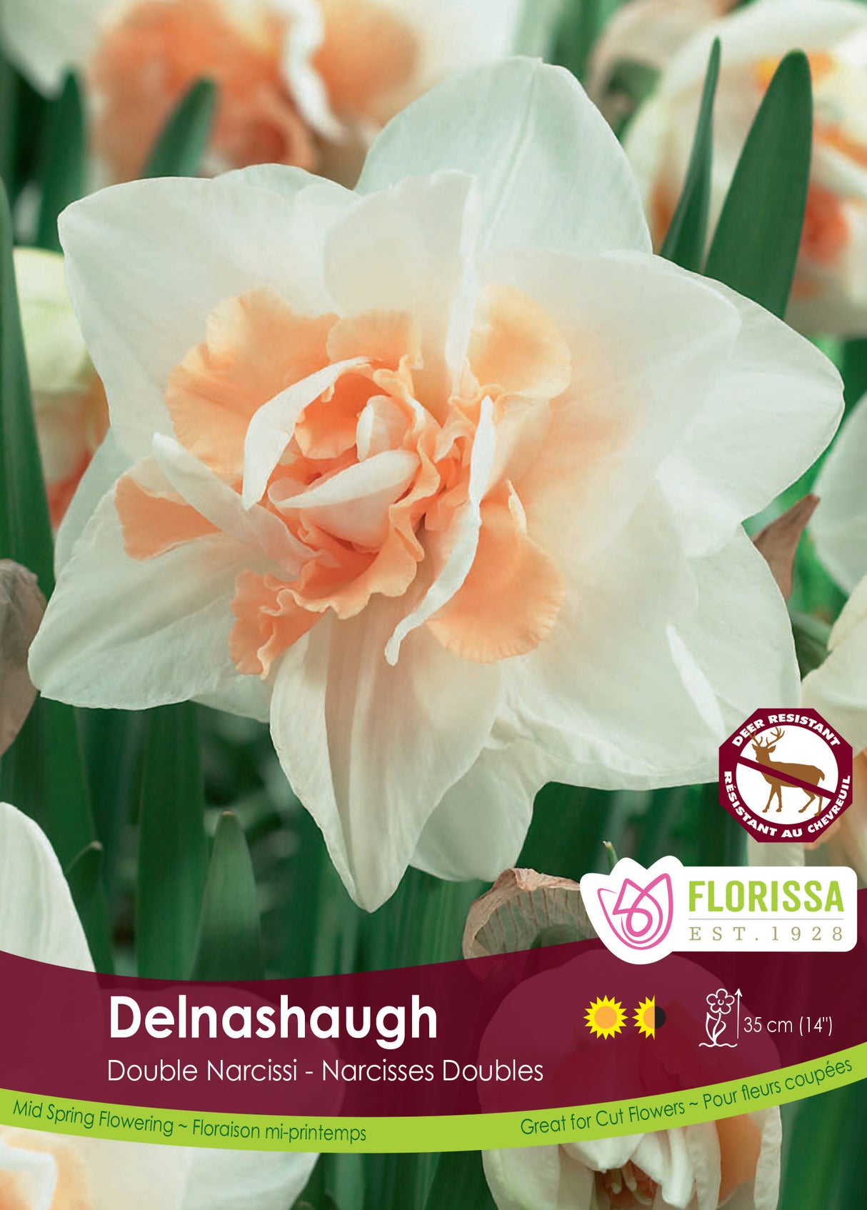 Narcissus Double - Delnashaugh Bulk