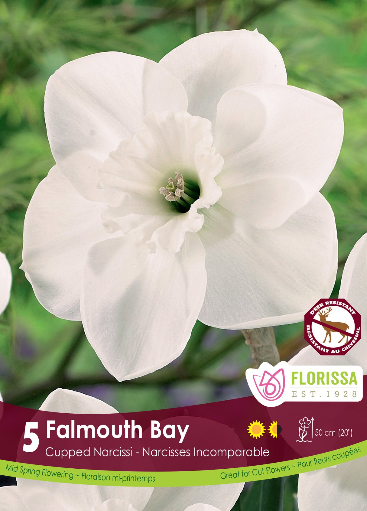 Narcissus Cupped - Falmouth Bay Retail