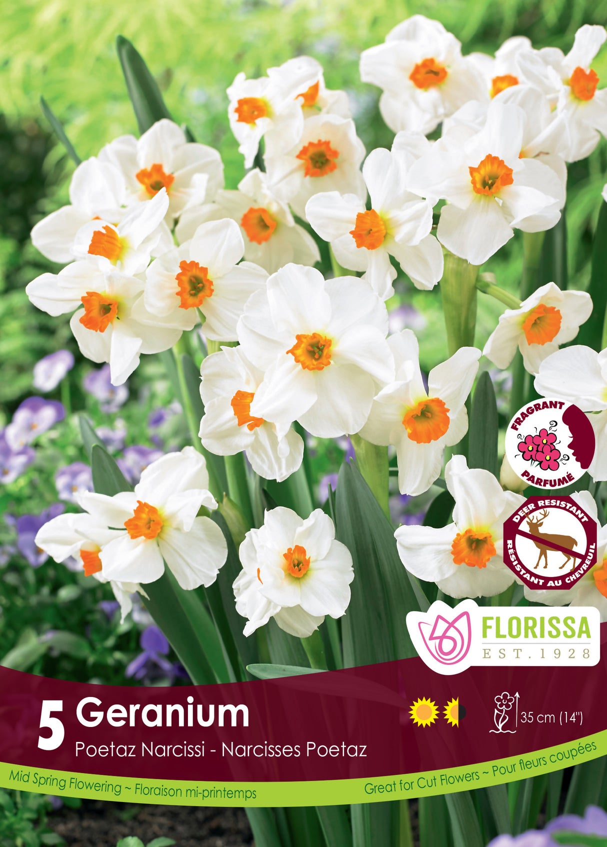 Narcissus Poetaz - Geranium Retail