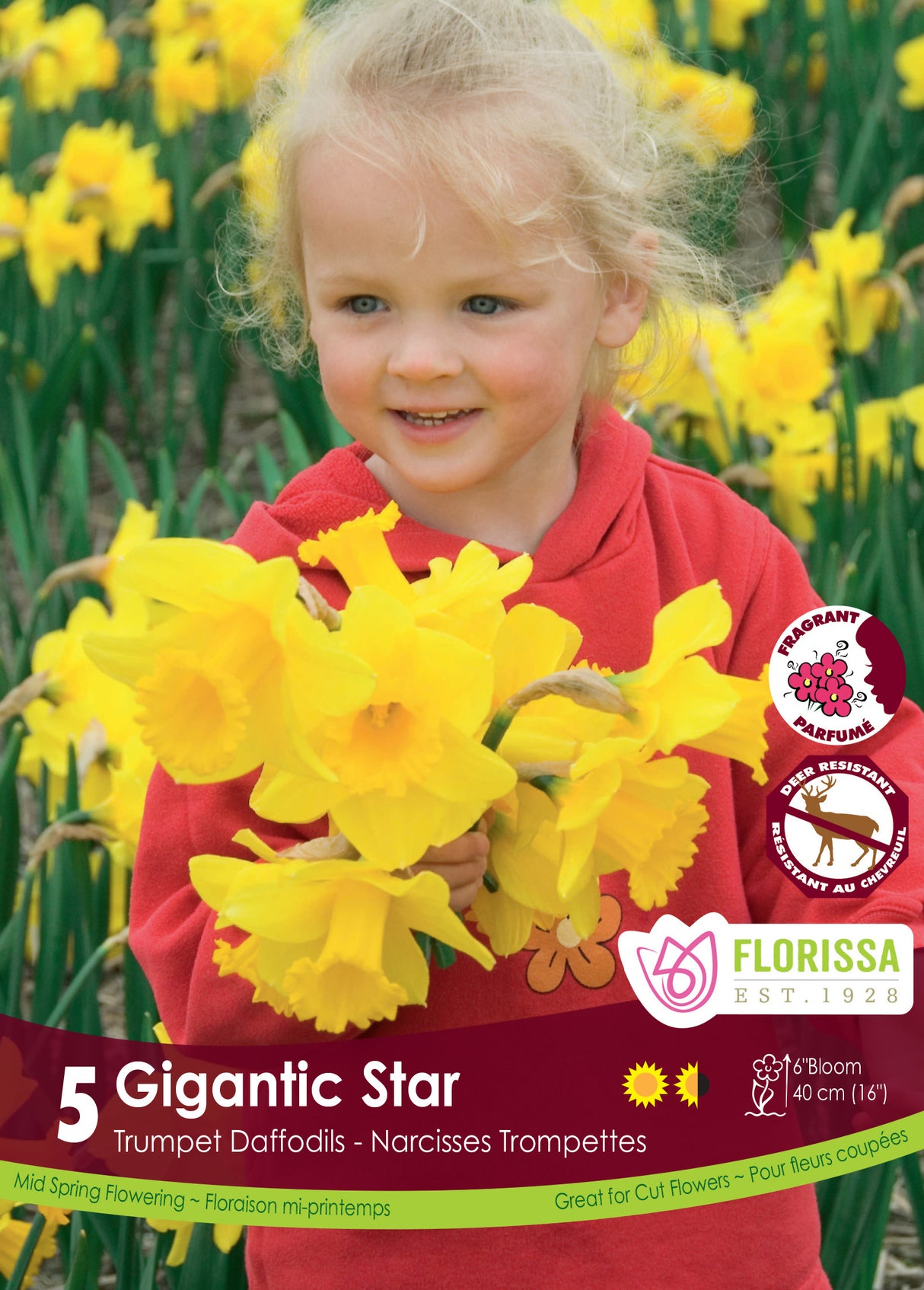 Narcissus Trumpet - Gigantic Star