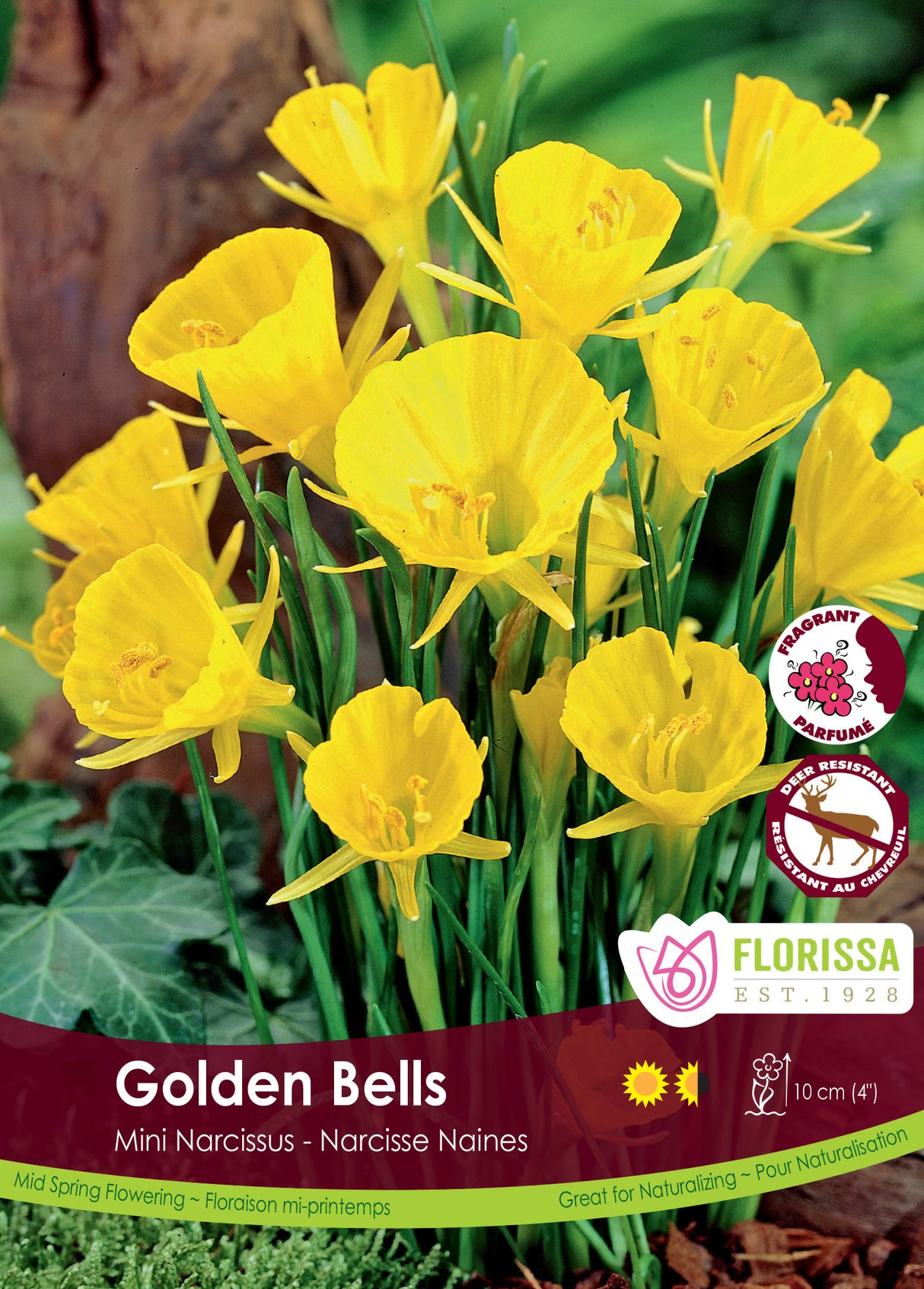 Narcissus Mini - Golden Bells Bulk